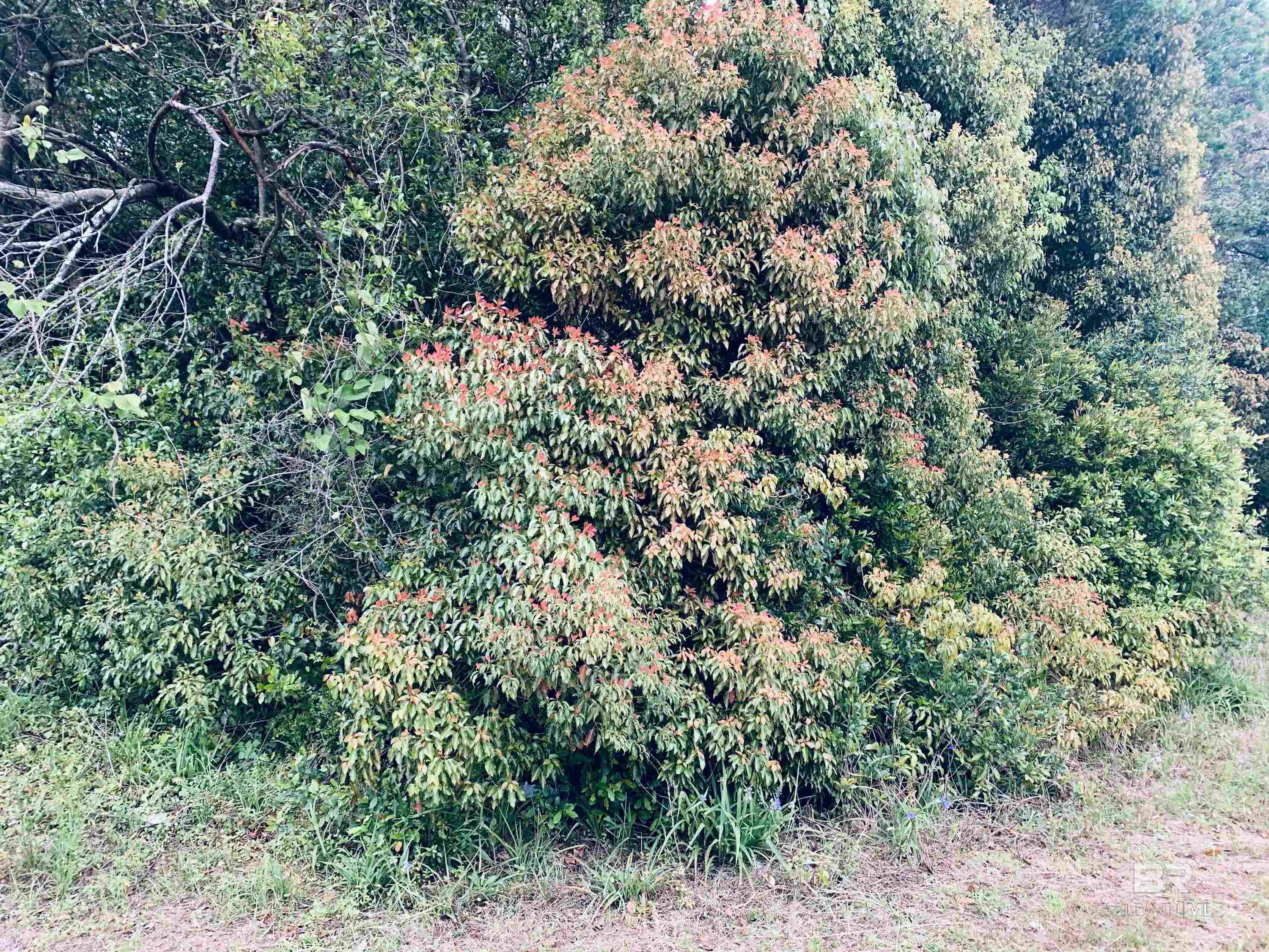 Homes for sale in Mobile, AL | 1510 Northview Dr, Mobile, AL 36618 | MLS# 359925