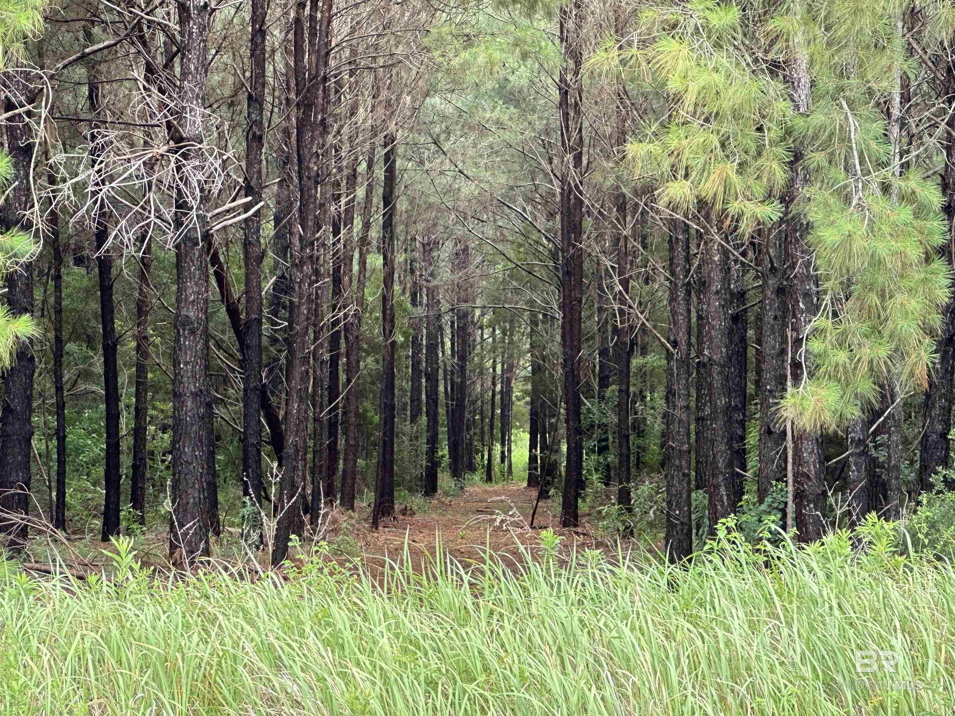 Homes for sale in Foley, AL | 0 James Road, Foley, AL 36535 | MLS# 379953