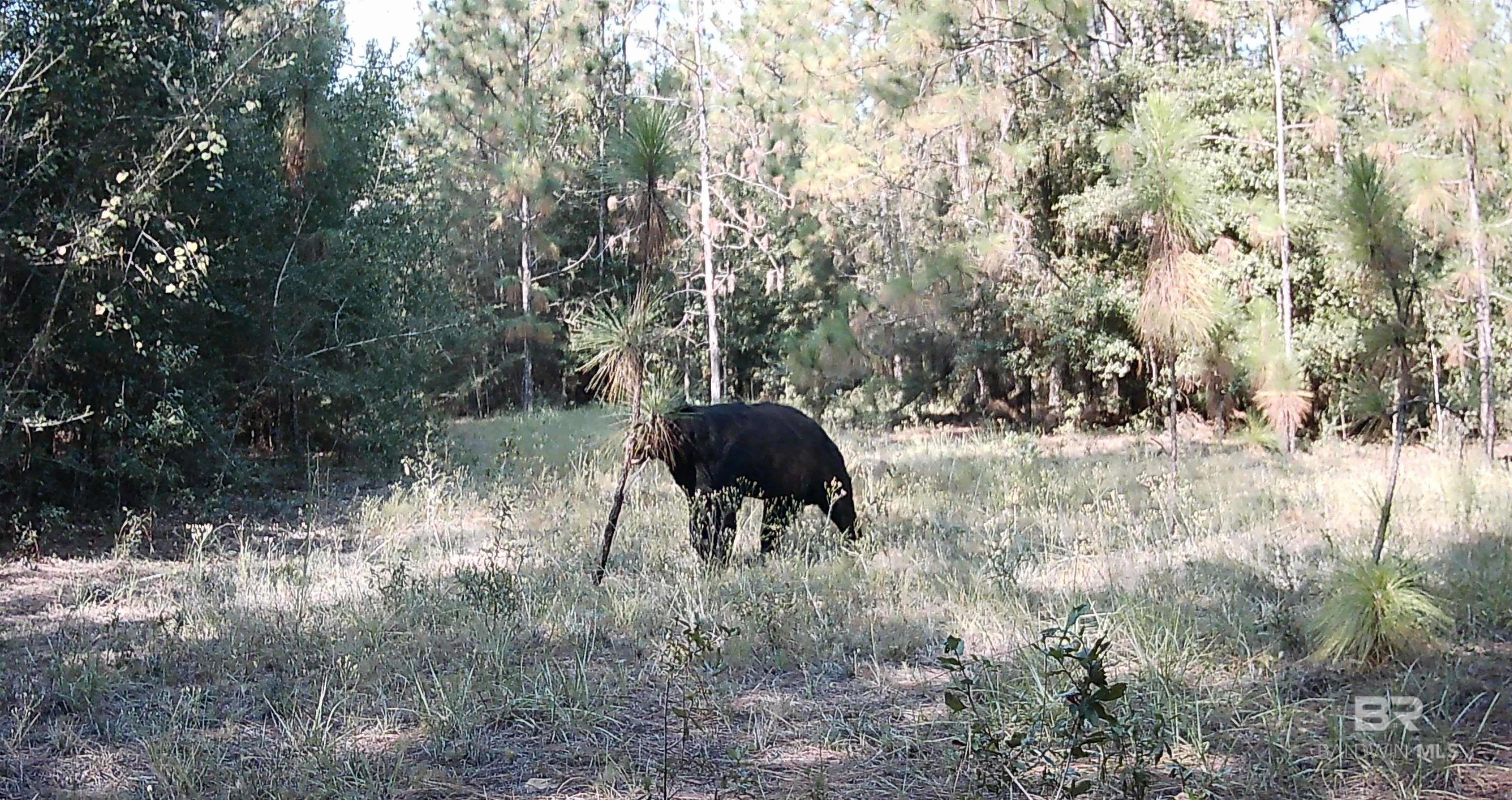 Homes for sale in Eight Mile, AL | 7350 Kushla Mcleod Road, Eight Mile, AL 36613 | MLS# 384660