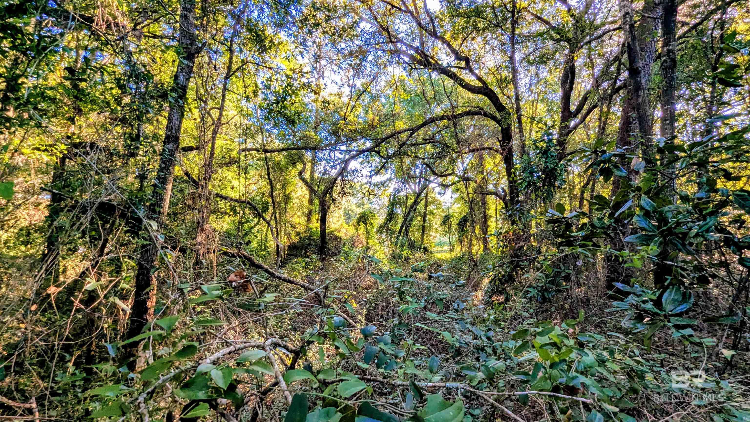 Homes for sale in Lillian, AL | 0 Pickens Avenue, Lillian, AL 36549 | MLS# 386744