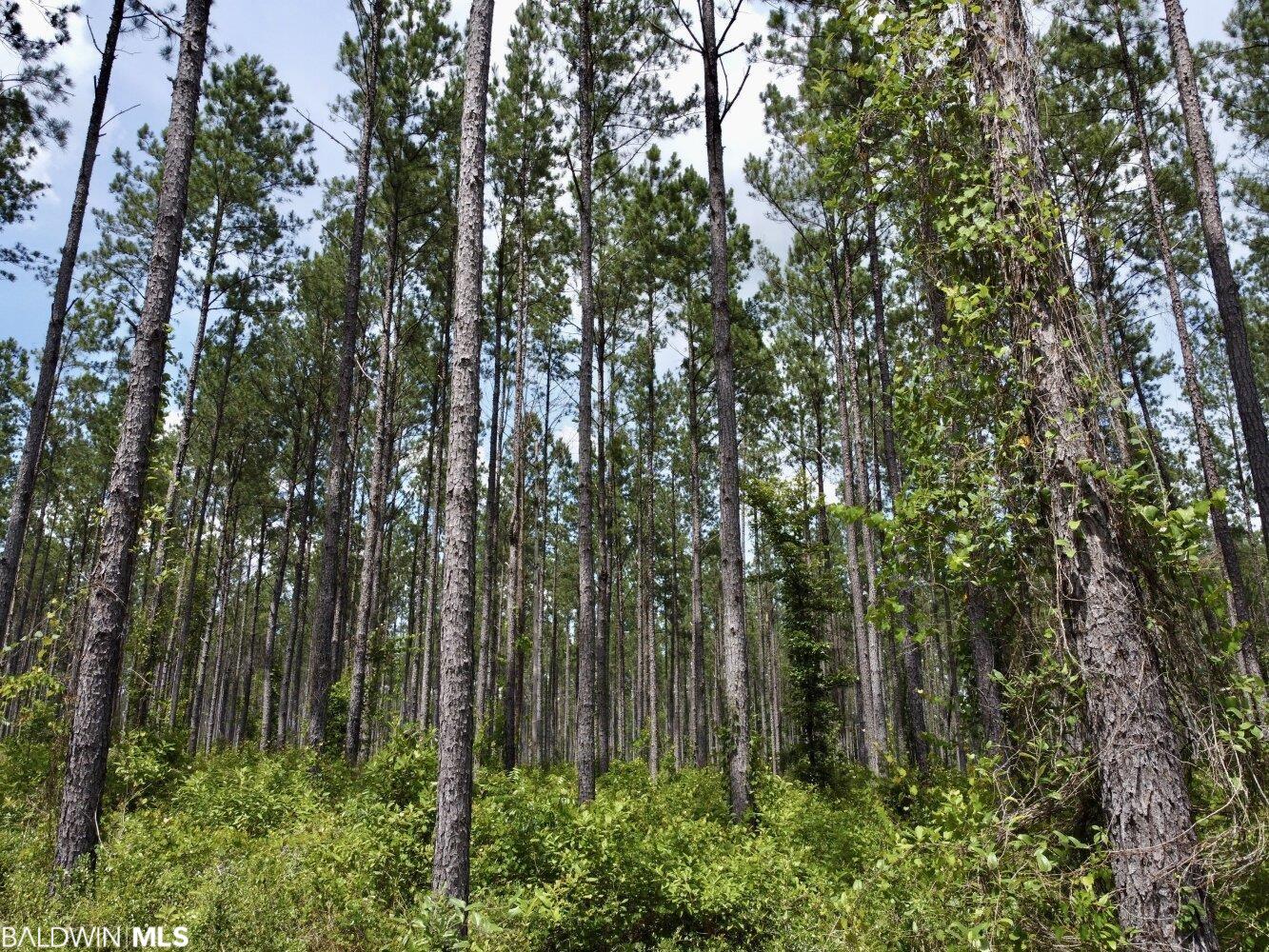 0 St Hwy 59, Stockton, AL, 36507