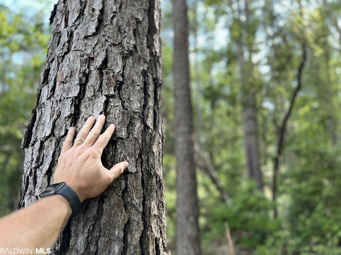 0 St Hwy 59, Stockton, AL, 36507