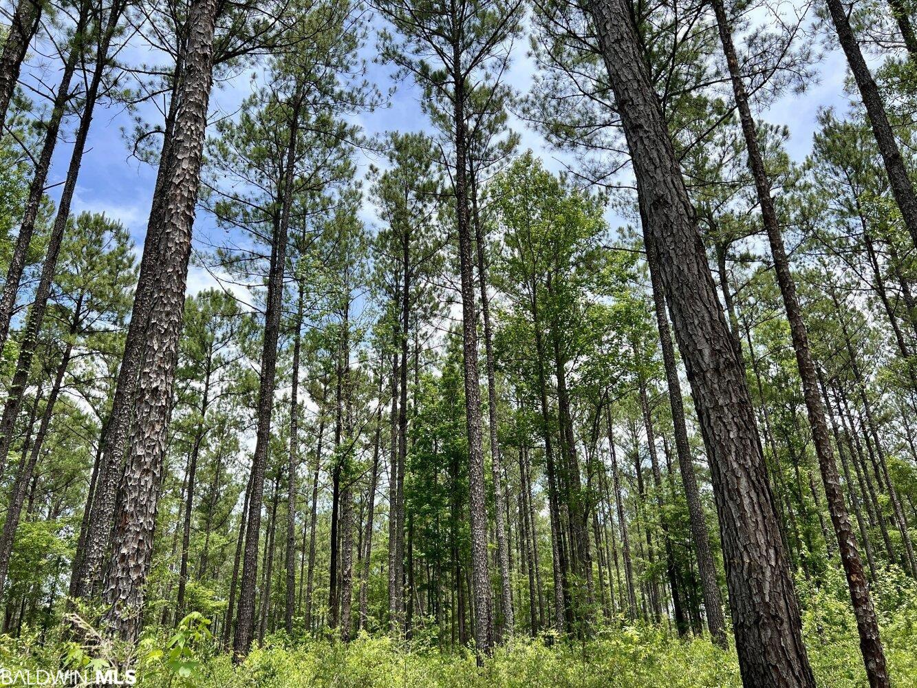 0 St Hwy 59, Stockton, AL, 36507