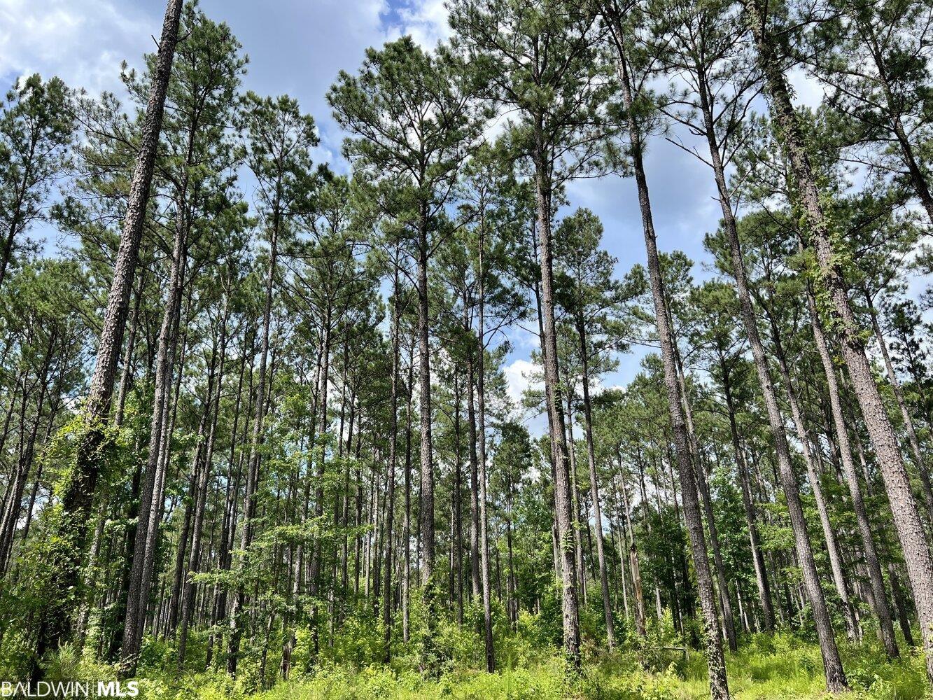 0 St Hwy 59, Stockton, AL, 36507