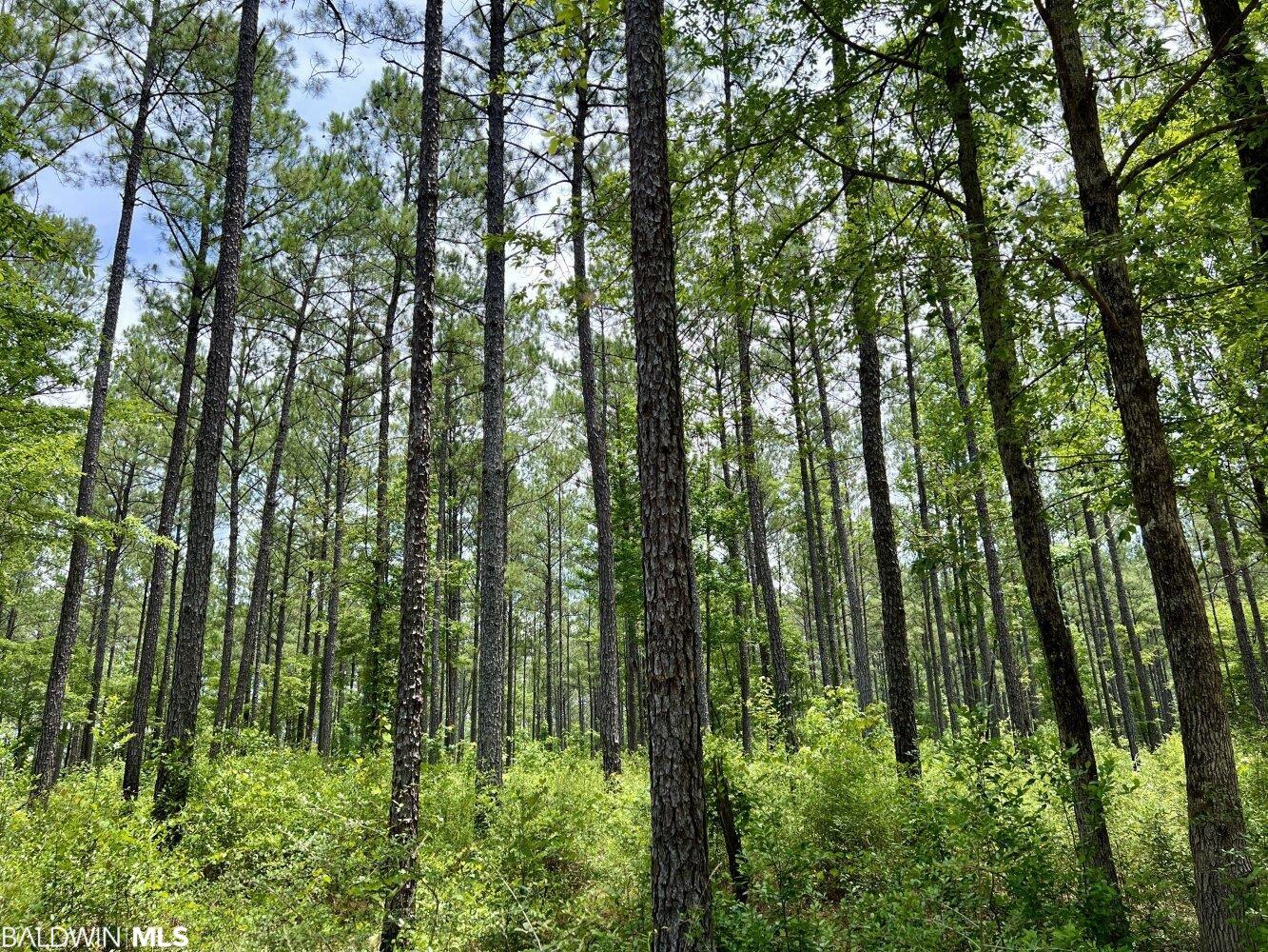 0 St Hwy 59, Stockton, AL, 36507