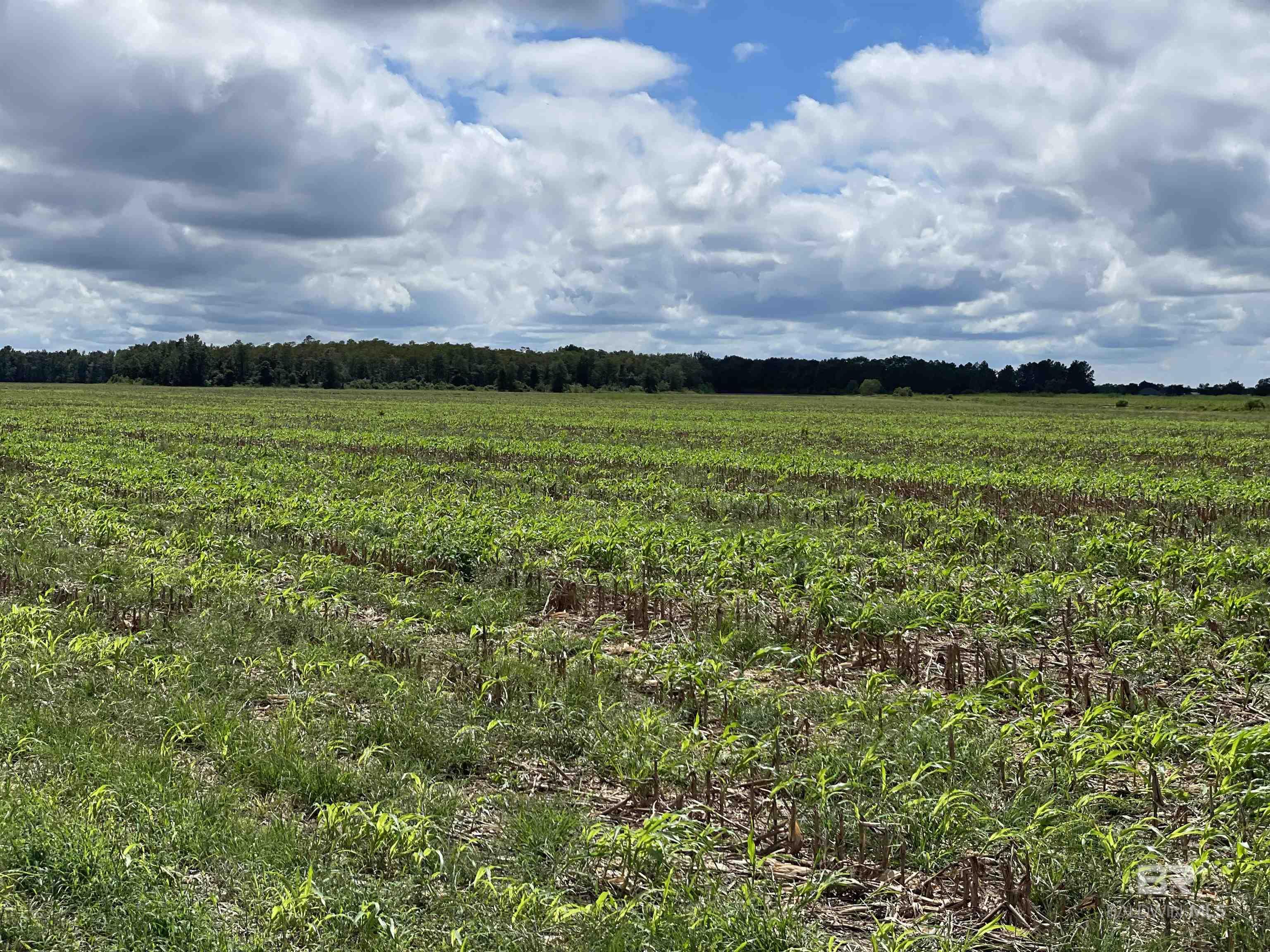 Condos for Sale in Phoenix I Orange Beach