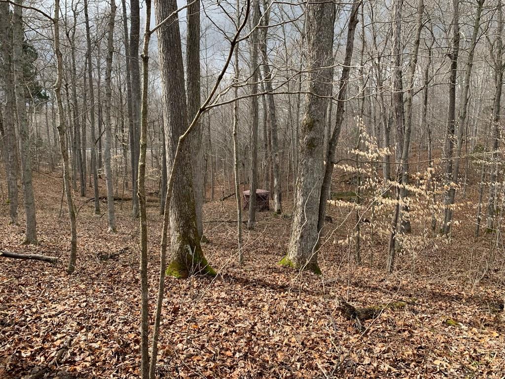 6000 HWY 60 E, Hawesville, Kentucky 42348, ,Land,For Sale,HWY 60 E,86806