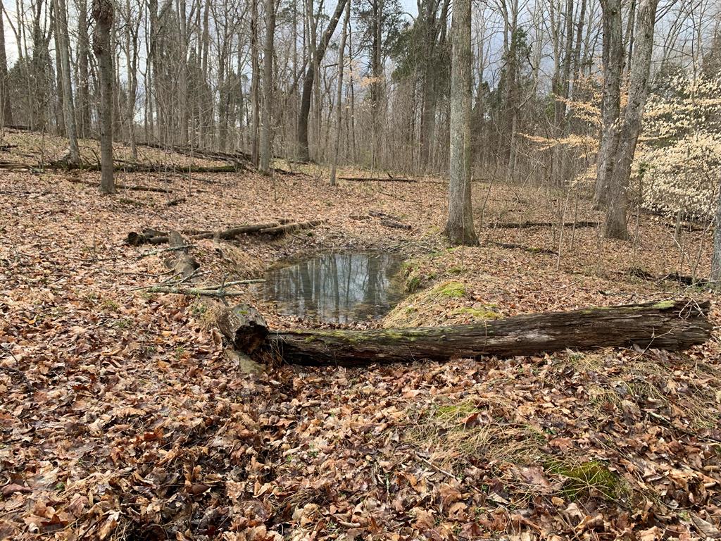 6000 HWY 60 E, Hawesville, Kentucky 42348, ,Land,For Sale,HWY 60 E,86806
