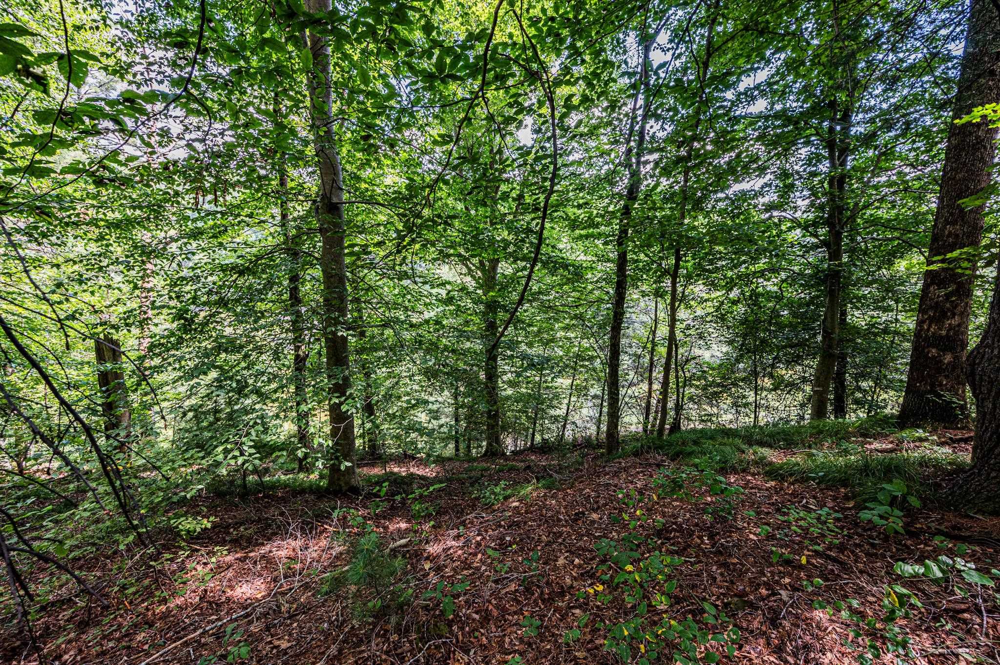 Lot 20 Breckenridge Loop, Lewisburg, Kentucky 42256, ,Land,For Sale,Breckenridge Loop,87105