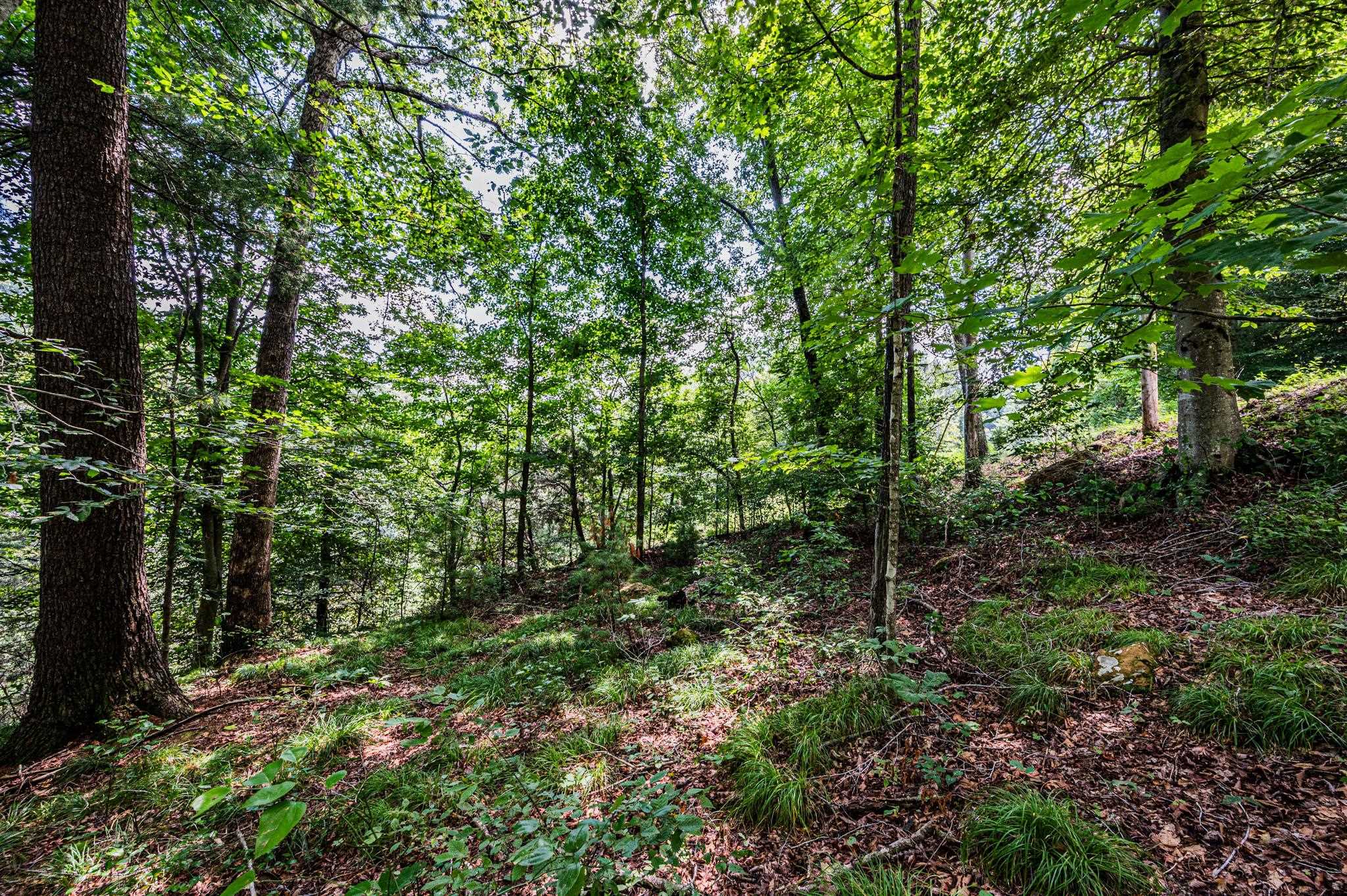 Lot 20 Breckenridge Loop, Lewisburg, Kentucky 42256, ,Land,For Sale,Breckenridge Loop,87105