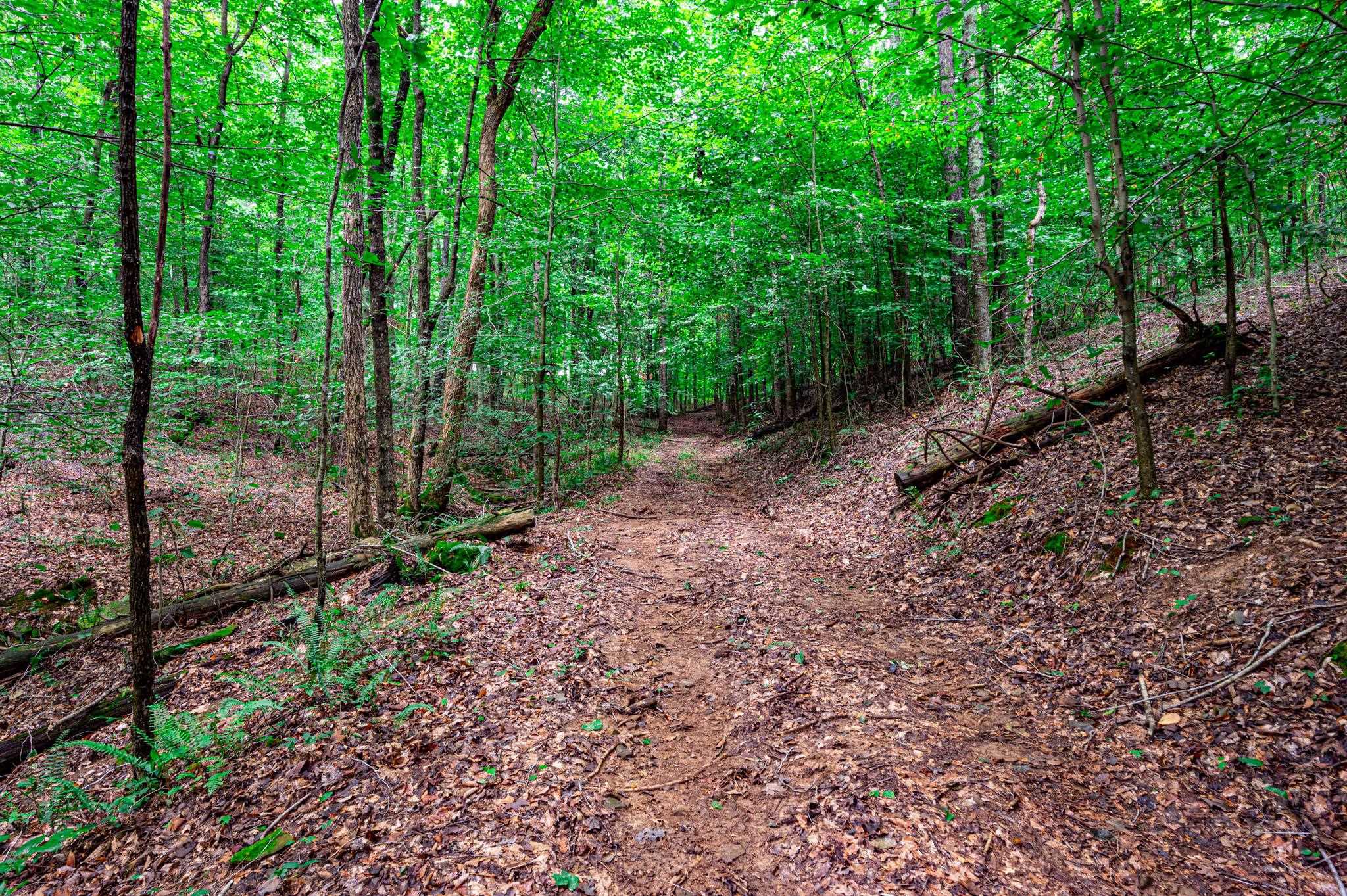 0 Dunmor Deer Lick Road, Lewisburg, Kentucky 42256, ,Land,For Sale,Dunmor Deer Lick Road,87599