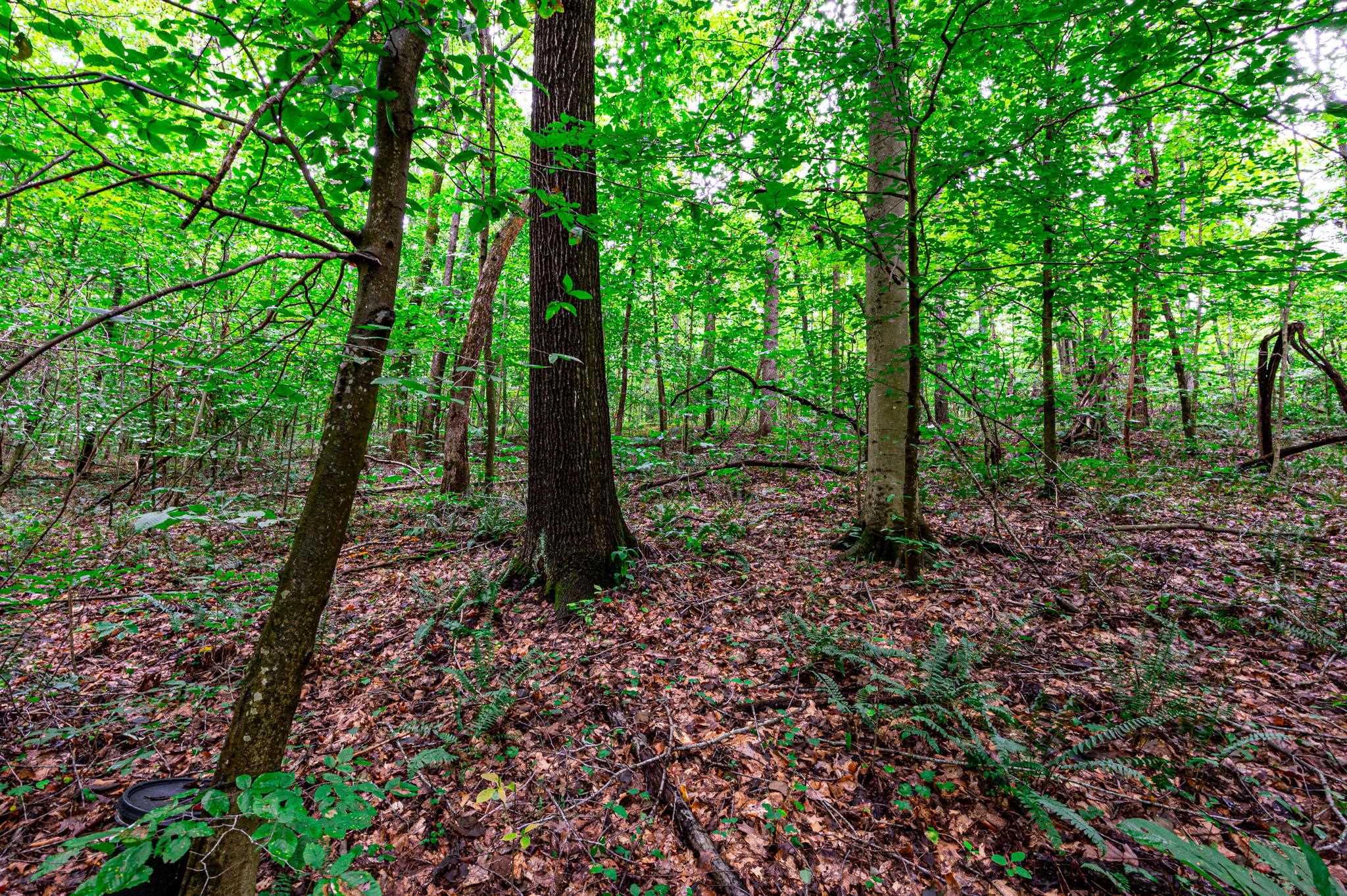 0 Dunmor Deer Lick Road, Lewisburg, Kentucky 42256, ,Land,For Sale,Dunmor Deer Lick Road,87599