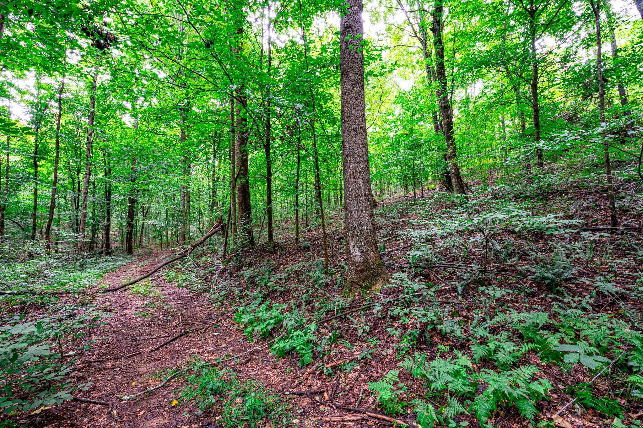 0 Dunmor Deer Lick Road, Lewisburg, Kentucky 42256, ,Land,For Sale,Dunmor Deer Lick Road,87599