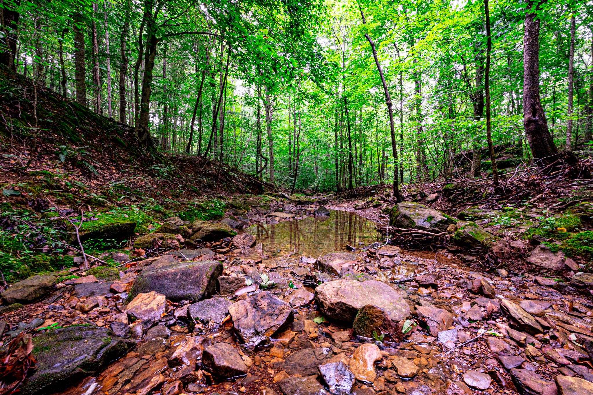 0 Dunmor Deer Lick Road, Lewisburg, Kentucky 42256, ,Land,For Sale,Dunmor Deer Lick Road,87599