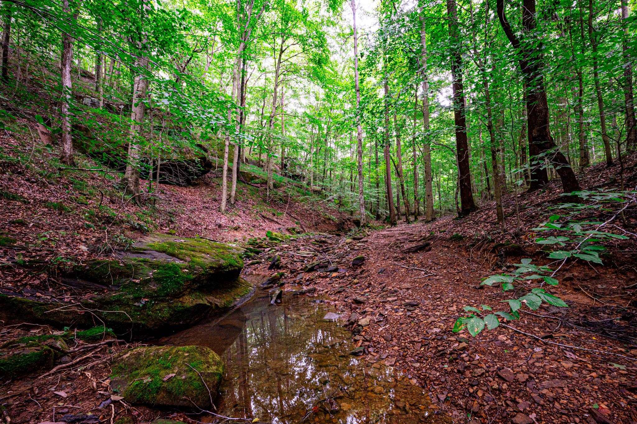 0 Dunmor Deer Lick Road, Lewisburg, Kentucky 42256, ,Land,For Sale,Dunmor Deer Lick Road,87599