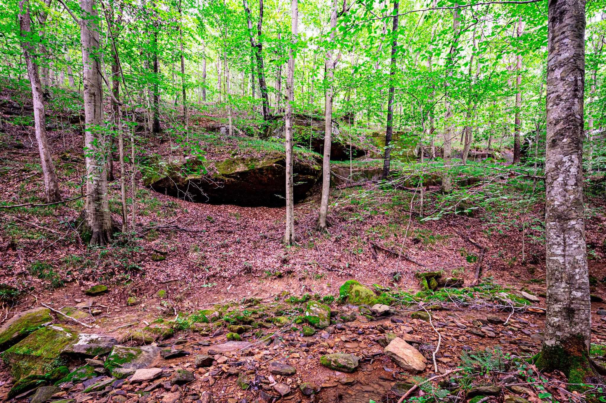 0 Dunmor Deer Lick Road, Lewisburg, Kentucky 42256, ,Land,For Sale,Dunmor Deer Lick Road,87599