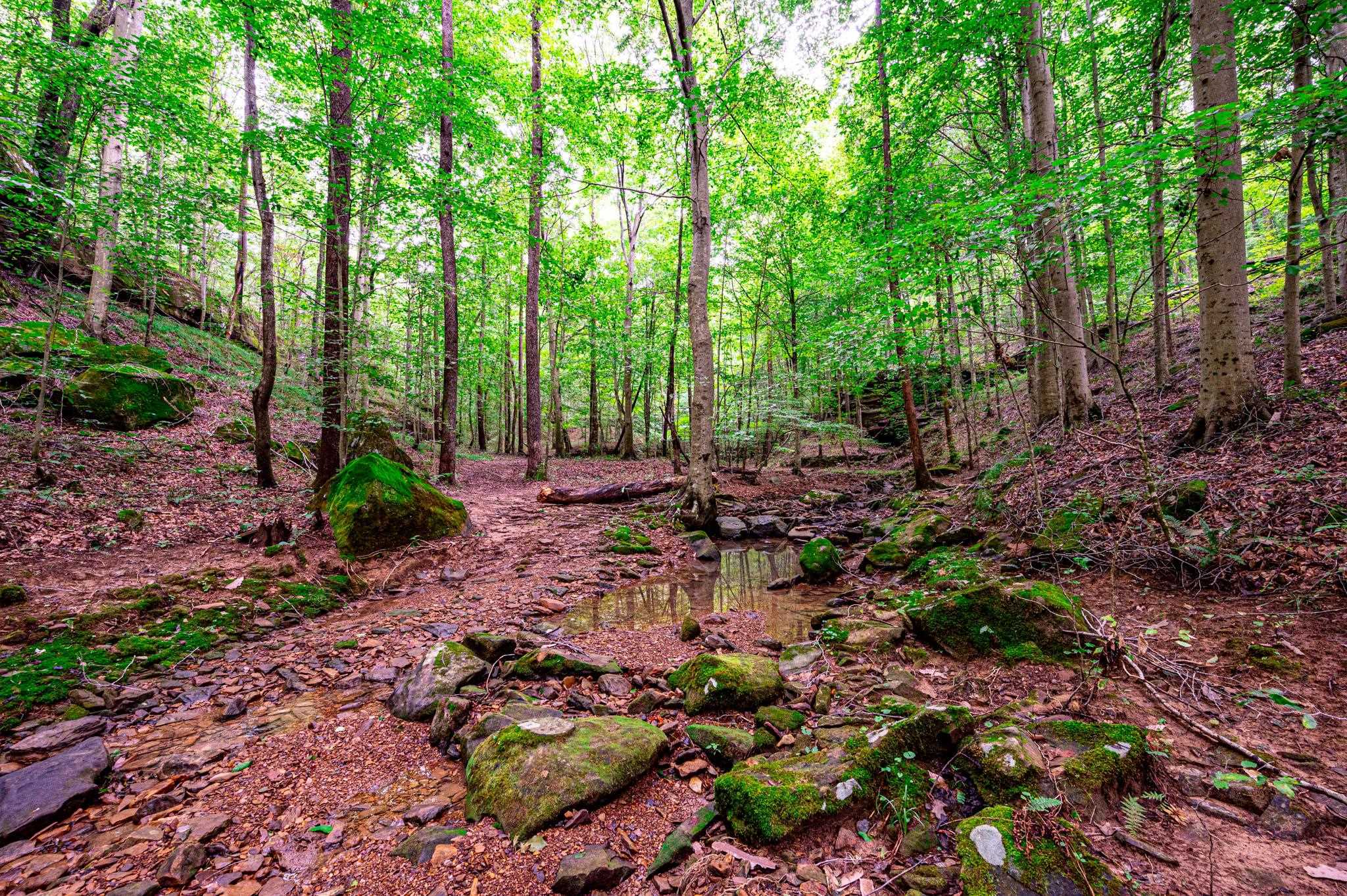 0 Dunmor Deer Lick Road, Lewisburg, Kentucky 42256, ,Land,For Sale,Dunmor Deer Lick Road,87599