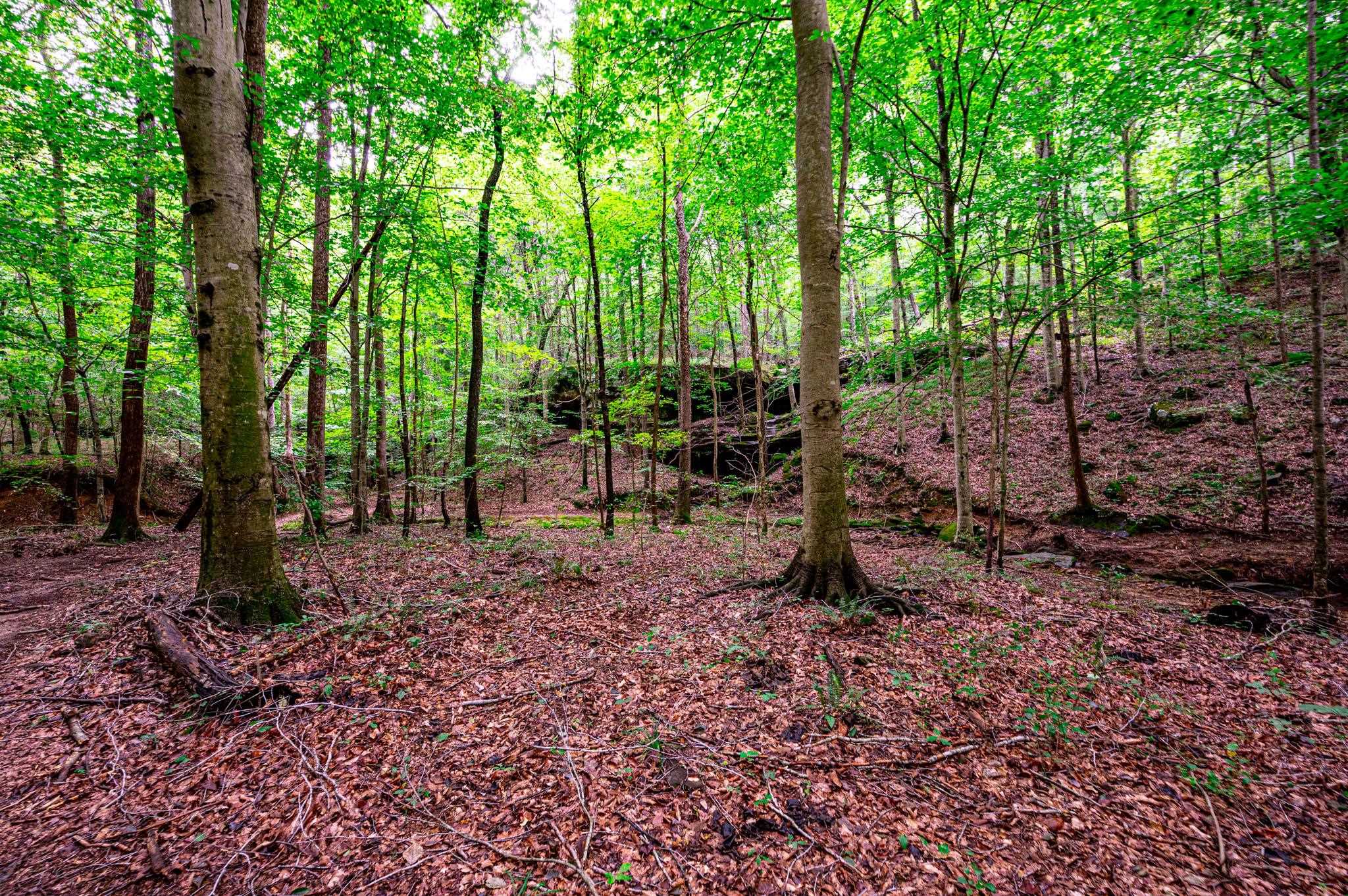 0 Dunmor Deer Lick Road, Lewisburg, Kentucky 42256, ,Land,For Sale,Dunmor Deer Lick Road,87599