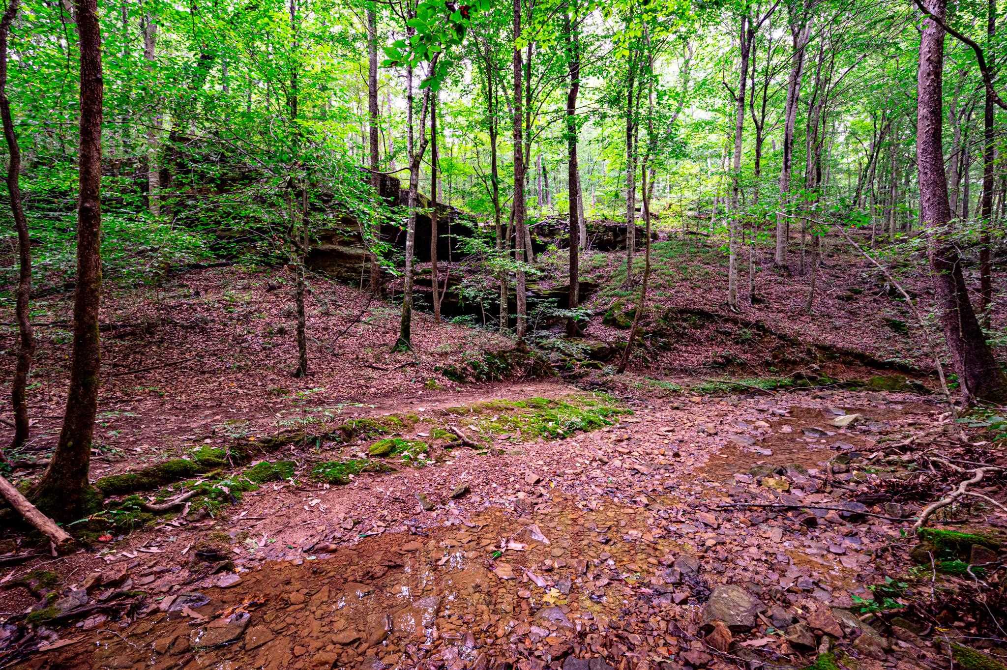 0 Dunmor Deer Lick Road, Lewisburg, Kentucky 42256, ,Land,For Sale,Dunmor Deer Lick Road,87599