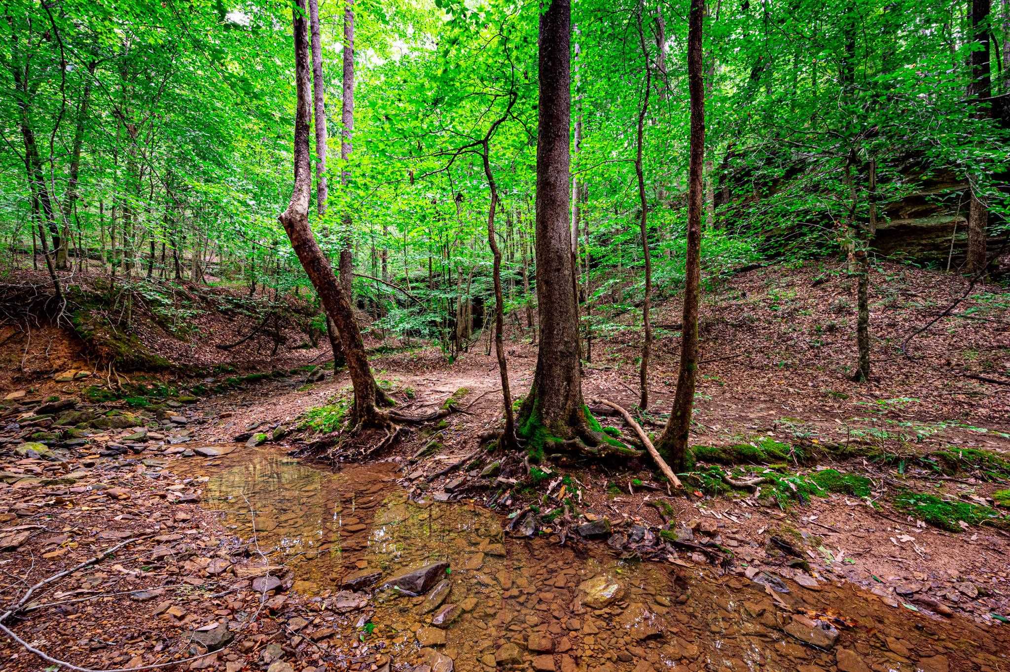 0 Dunmor Deer Lick Road, Lewisburg, Kentucky 42256, ,Land,For Sale,Dunmor Deer Lick Road,87599