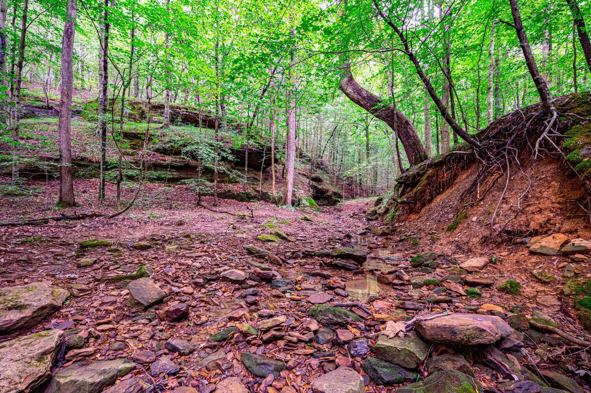 0 Dunmor Deer Lick Road, Lewisburg, Kentucky 42256, ,Land,For Sale,Dunmor Deer Lick Road,87599