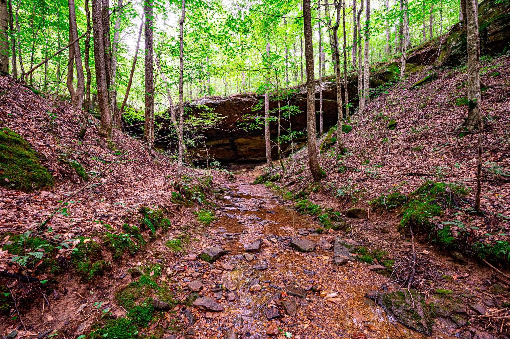 0 Dunmor Deer Lick Road, Lewisburg, Kentucky 42256, ,Land,For Sale,Dunmor Deer Lick Road,87599