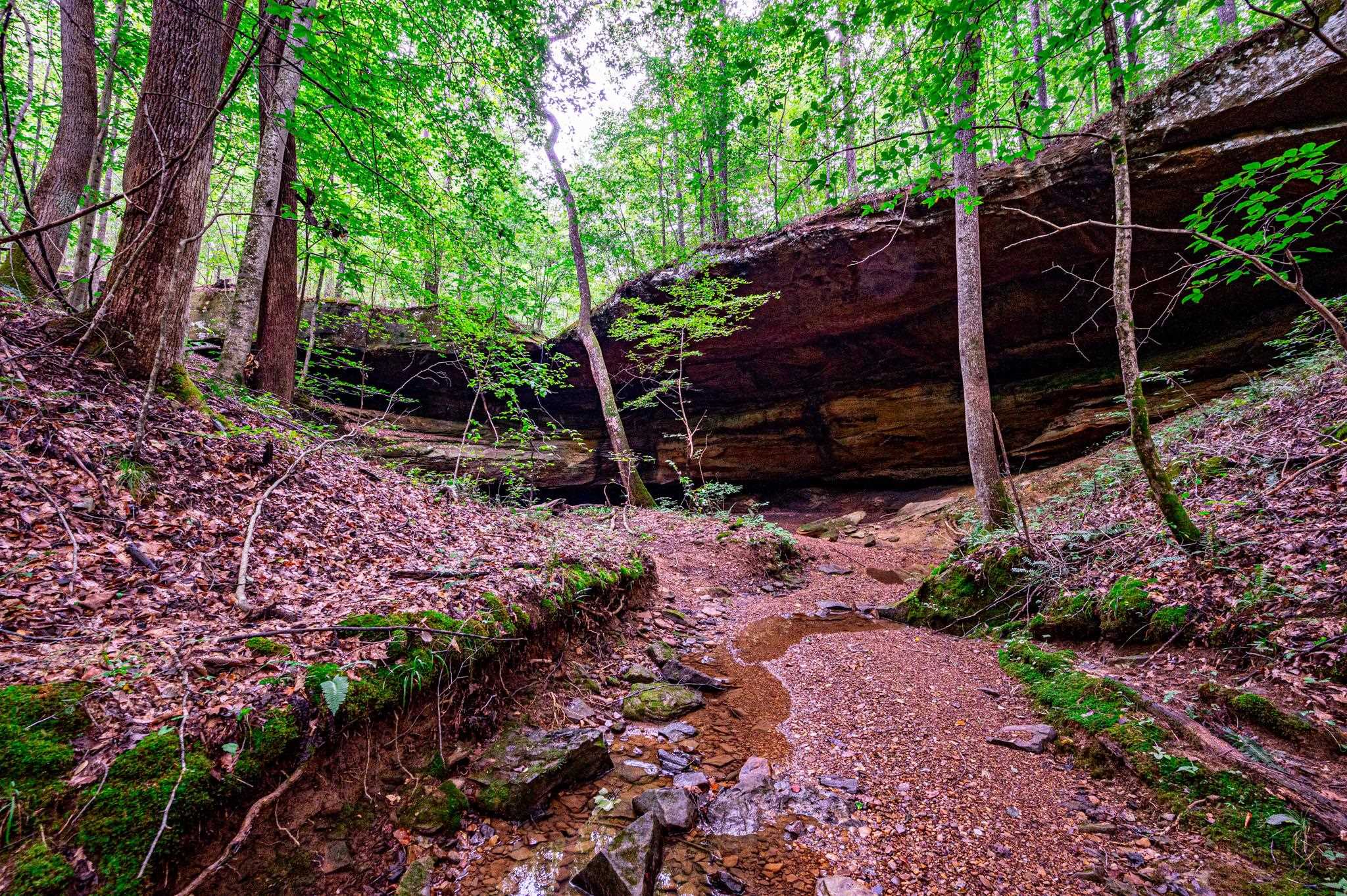 0 Dunmor Deer Lick Road, Lewisburg, Kentucky 42256, ,Land,For Sale,Dunmor Deer Lick Road,87599