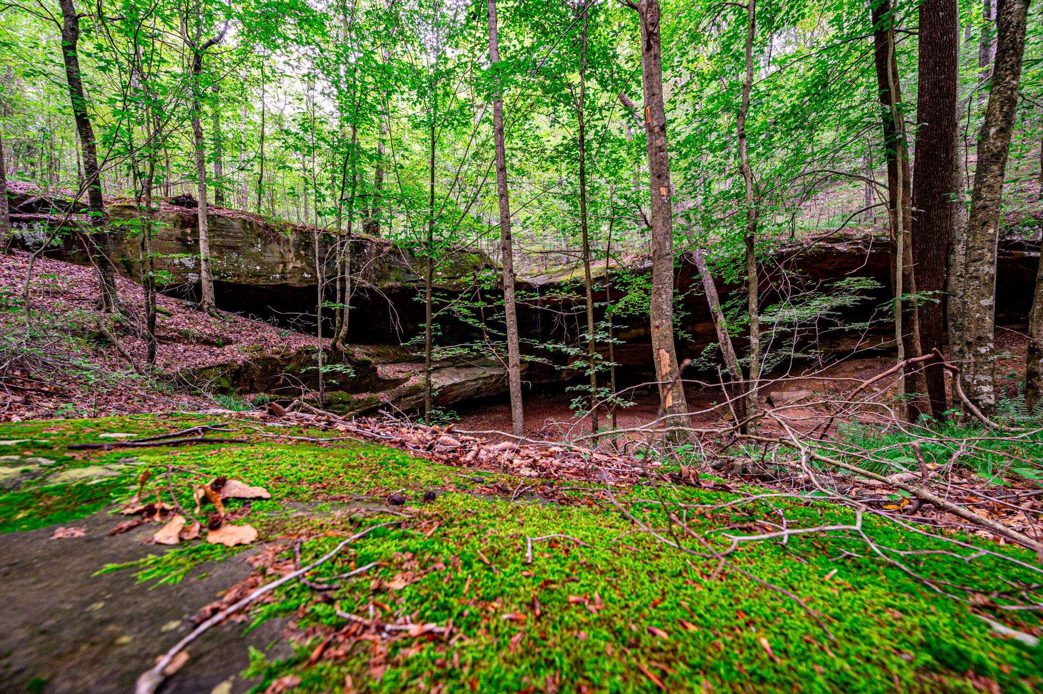 0 Dunmor Deer Lick Road, Lewisburg, Kentucky 42256, ,Land,For Sale,Dunmor Deer Lick Road,87599