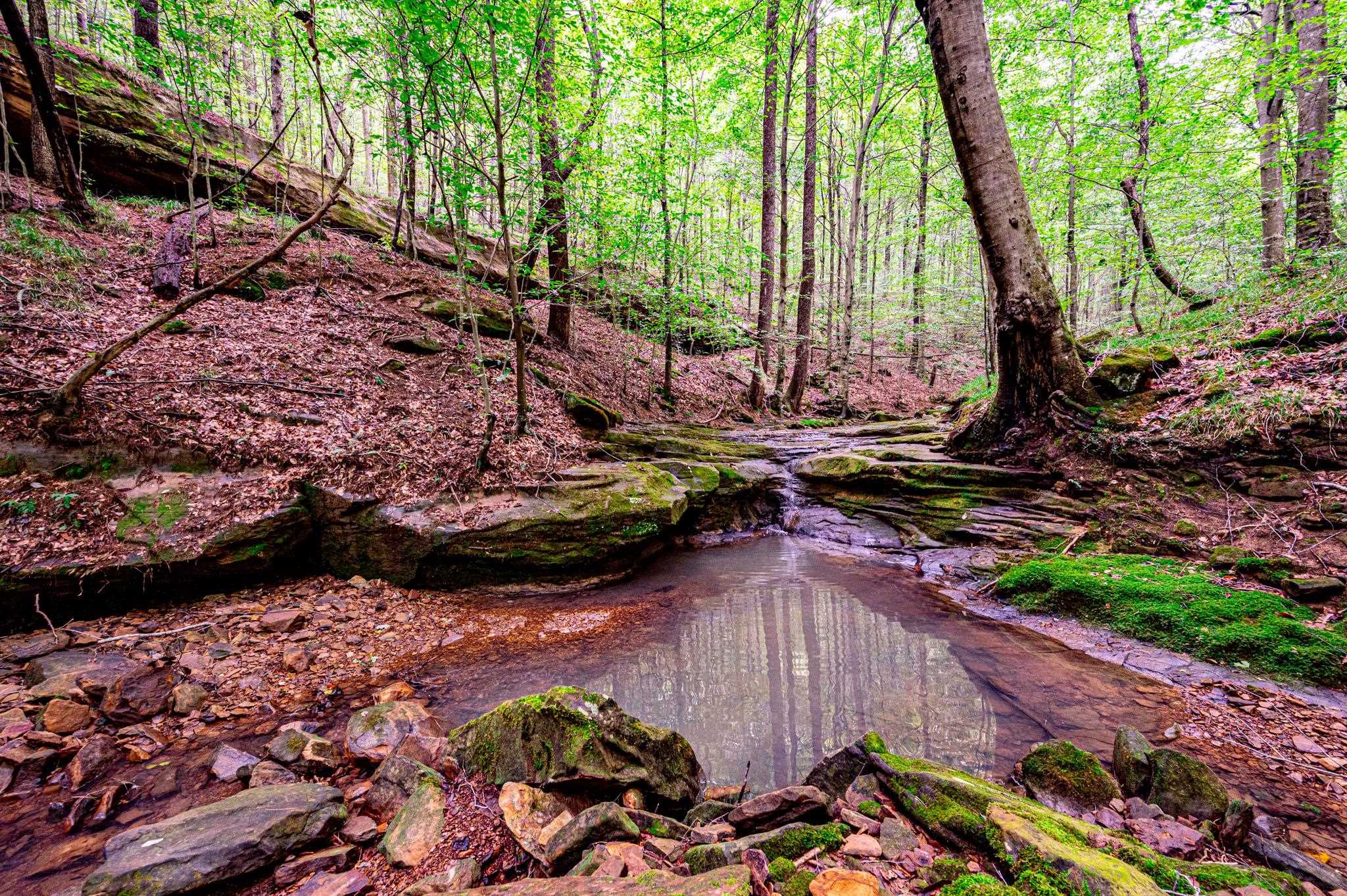 0 Dunmor Deer Lick Road, Lewisburg, Kentucky 42256, ,Land,For Sale,Dunmor Deer Lick Road,87599