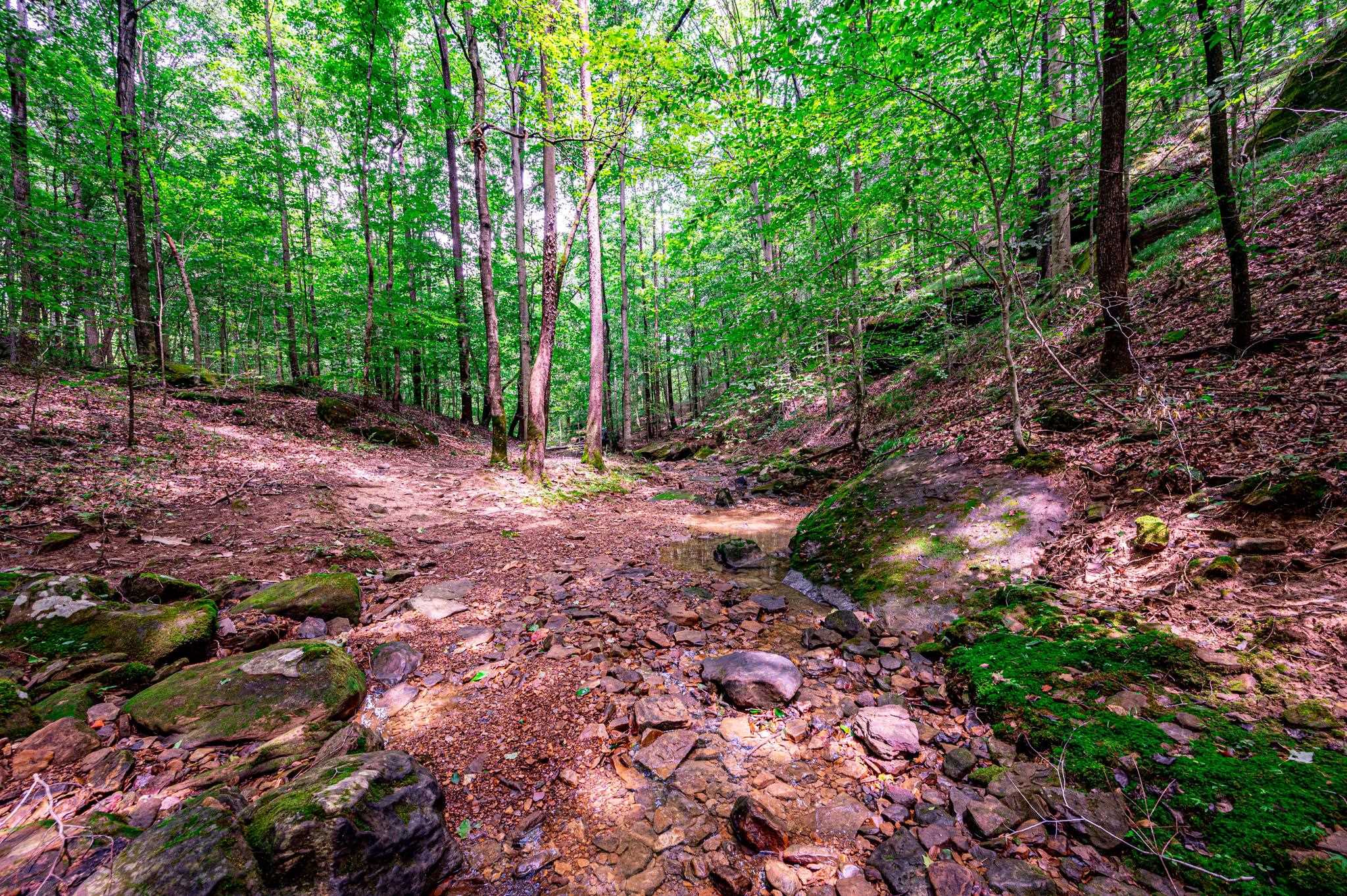 0 Dunmor Deer Lick Road, Lewisburg, Kentucky 42256, ,Land,For Sale,Dunmor Deer Lick Road,87599
