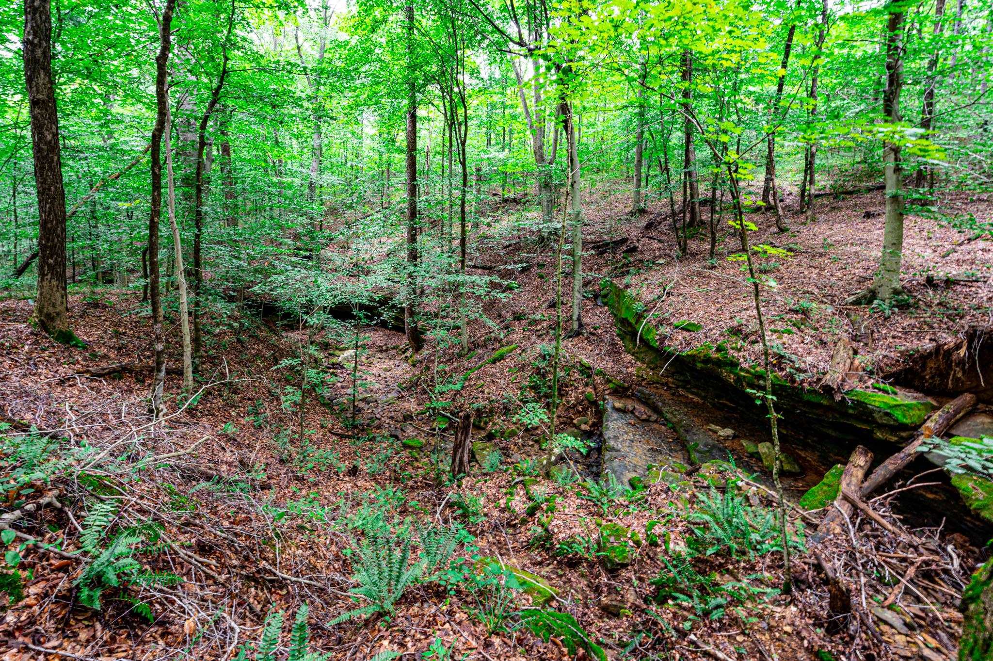 0 Dunmor Deer Lick Road, Lewisburg, Kentucky 42256, ,Land,For Sale,Dunmor Deer Lick Road,87599