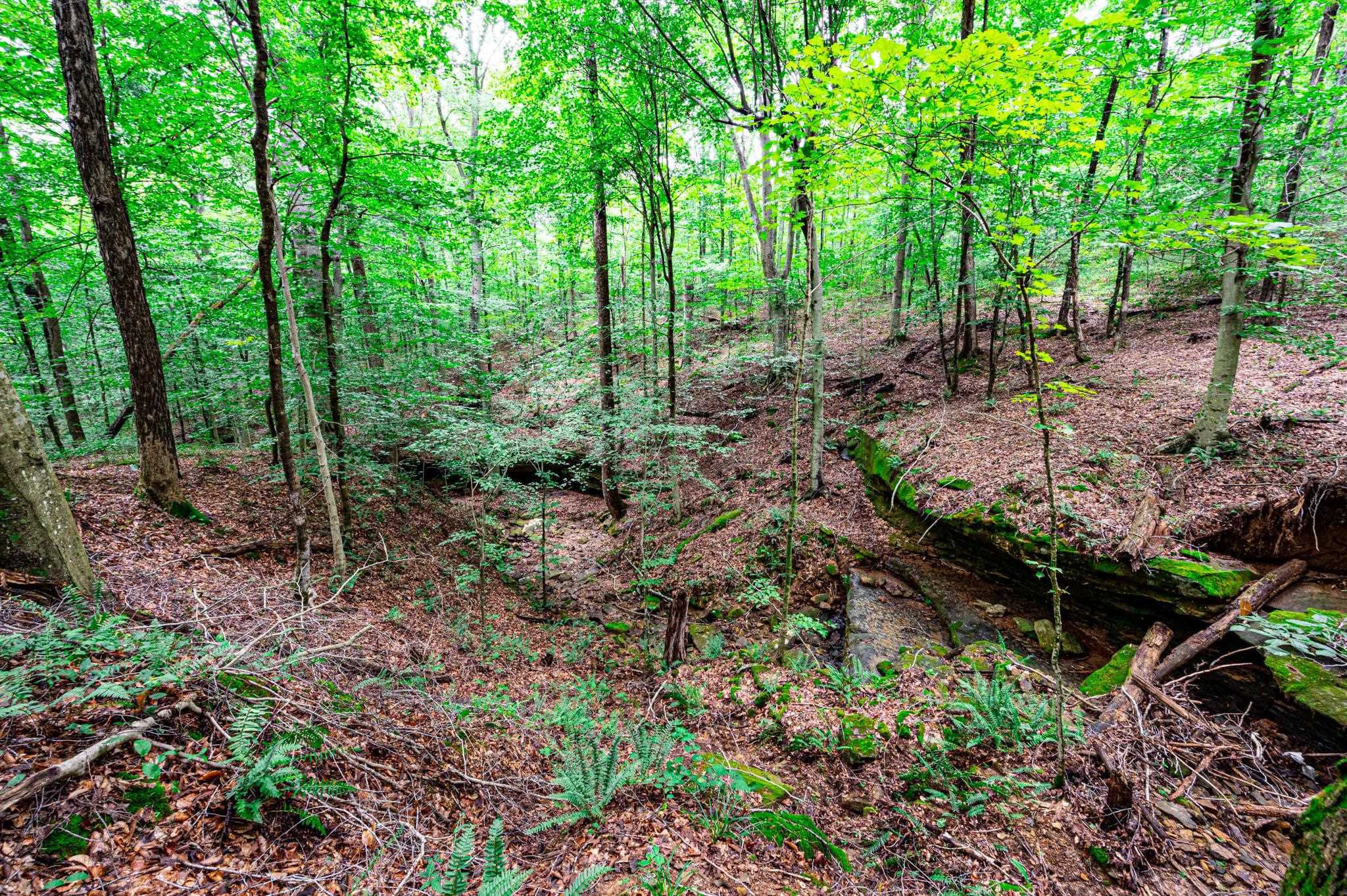 0 Dunmor Deer Lick Road, Lewisburg, Kentucky 42256, ,Land,For Sale,Dunmor Deer Lick Road,87599