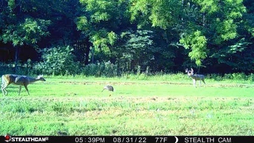 564 Dixon Rd, Cadiz, Kentucky 42211, 1 Bedroom Bedrooms, ,1 BathroomBathrooms,Farm,For Sale,Dixon Rd,88173