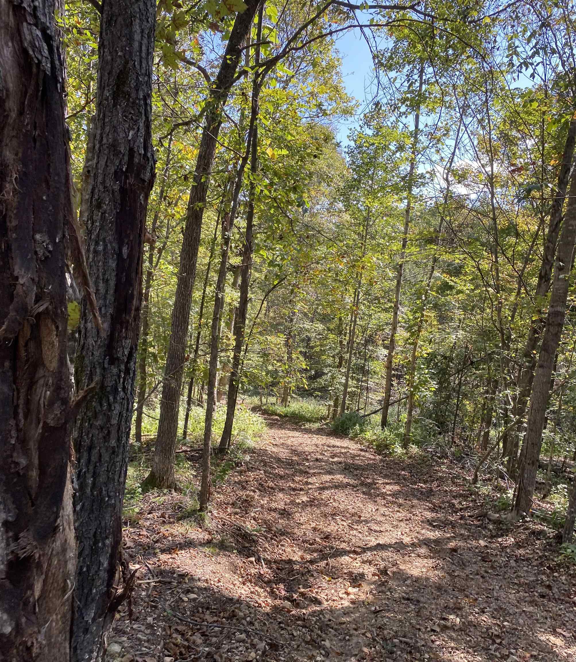 564 Dixon Rd, Cadiz, Kentucky 42211, 1 Bedroom Bedrooms, ,1 BathroomBathrooms,Farm,For Sale,Dixon Rd,88173
