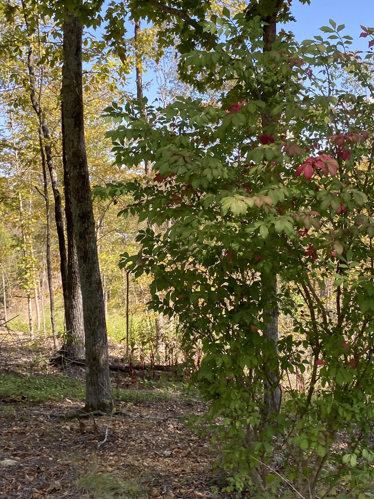 564 Dixon Rd, Cadiz, Kentucky 42211, 1 Bedroom Bedrooms, ,1 BathroomBathrooms,Farm,For Sale,Dixon Rd,88173
