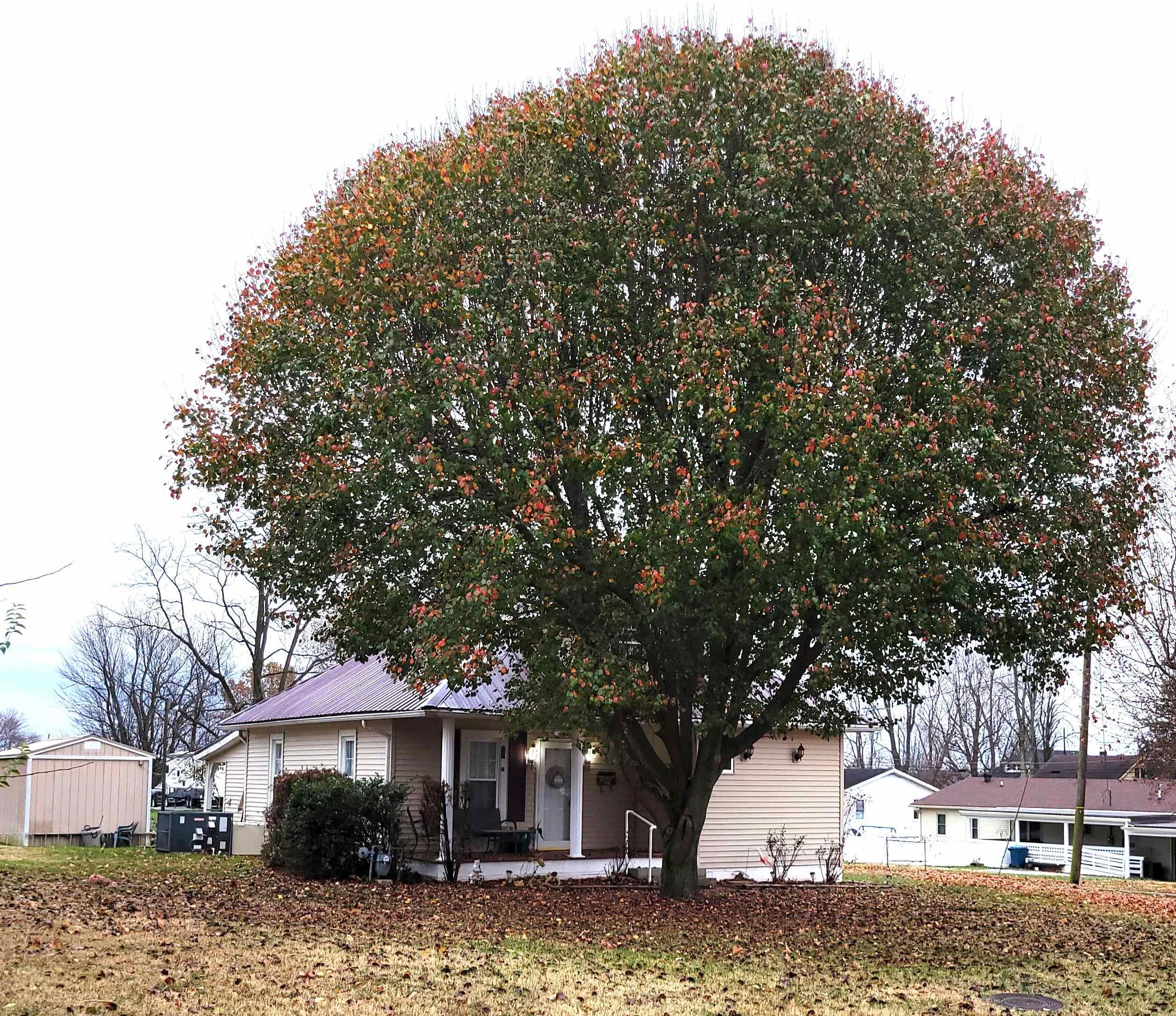 316 Smith St, Hartford, Kentucky 42347, 2 Bedrooms Bedrooms, ,2 BathroomsBathrooms,Single Family Residence,For Sale,Smith St,88495