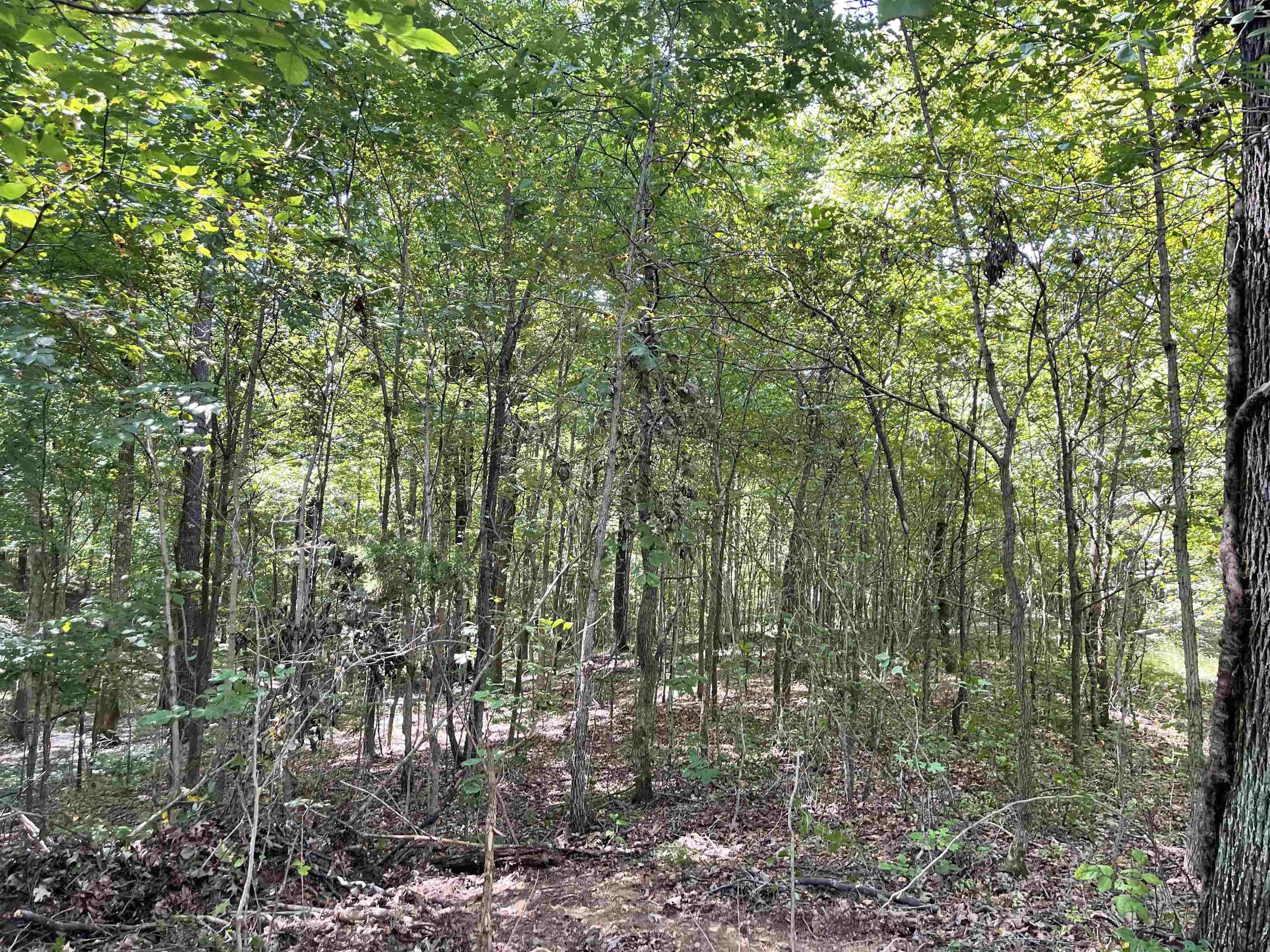 12248 Indian Hill Road, Daviess Co, Kentucky 42366, ,Land,For Sale,Indian Hill Road,89061