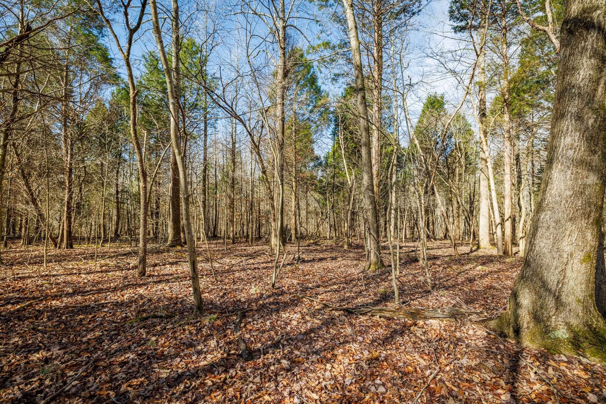 000 Moxley Lane, Fordsville, Kentucky 42343, ,Land,For Sale,Moxley Lane,90154
