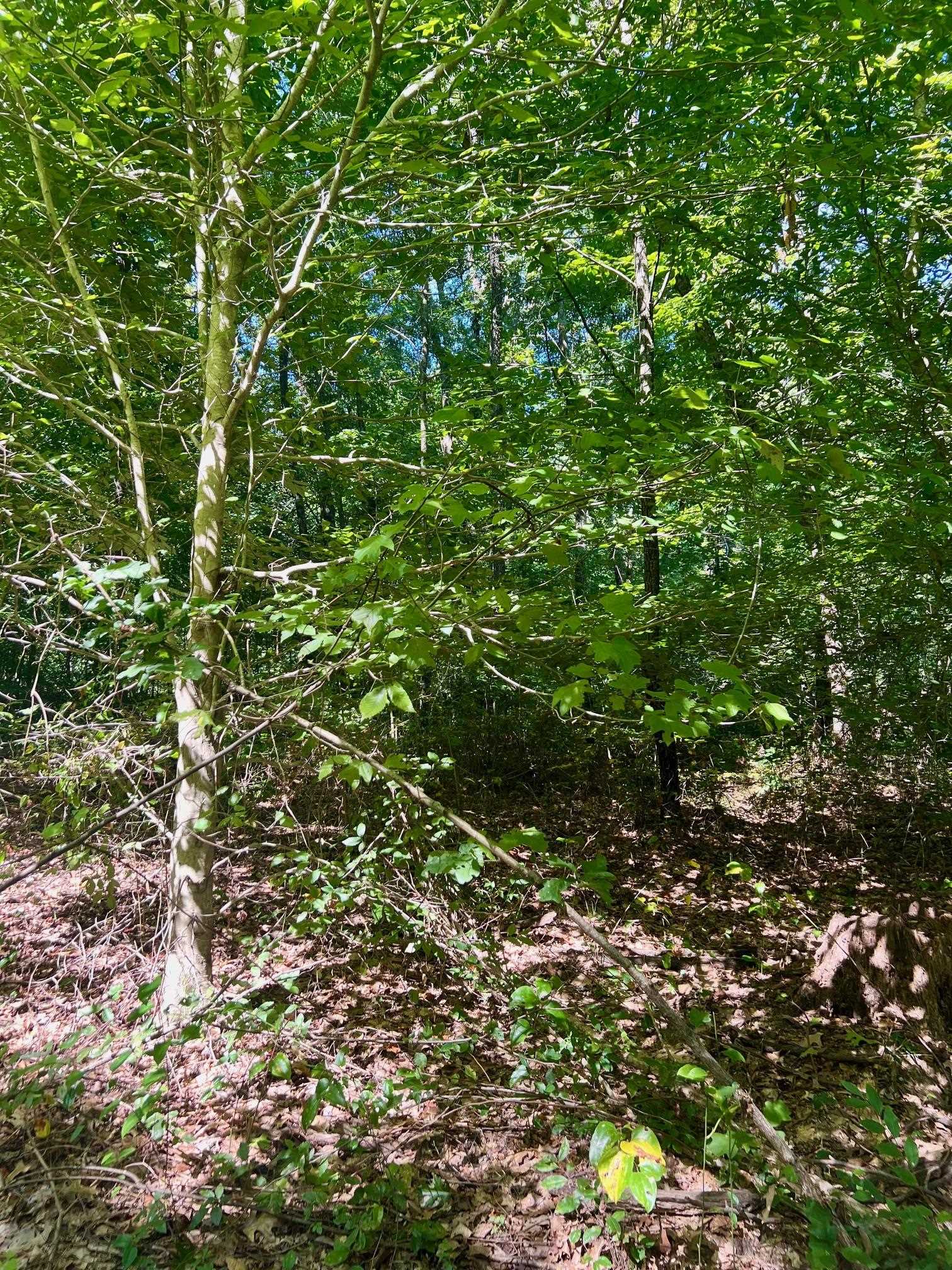3950 Cedar Grove Rd, Hartford, Kentucky 42347, ,Land,For Sale,Cedar Grove Rd,90444