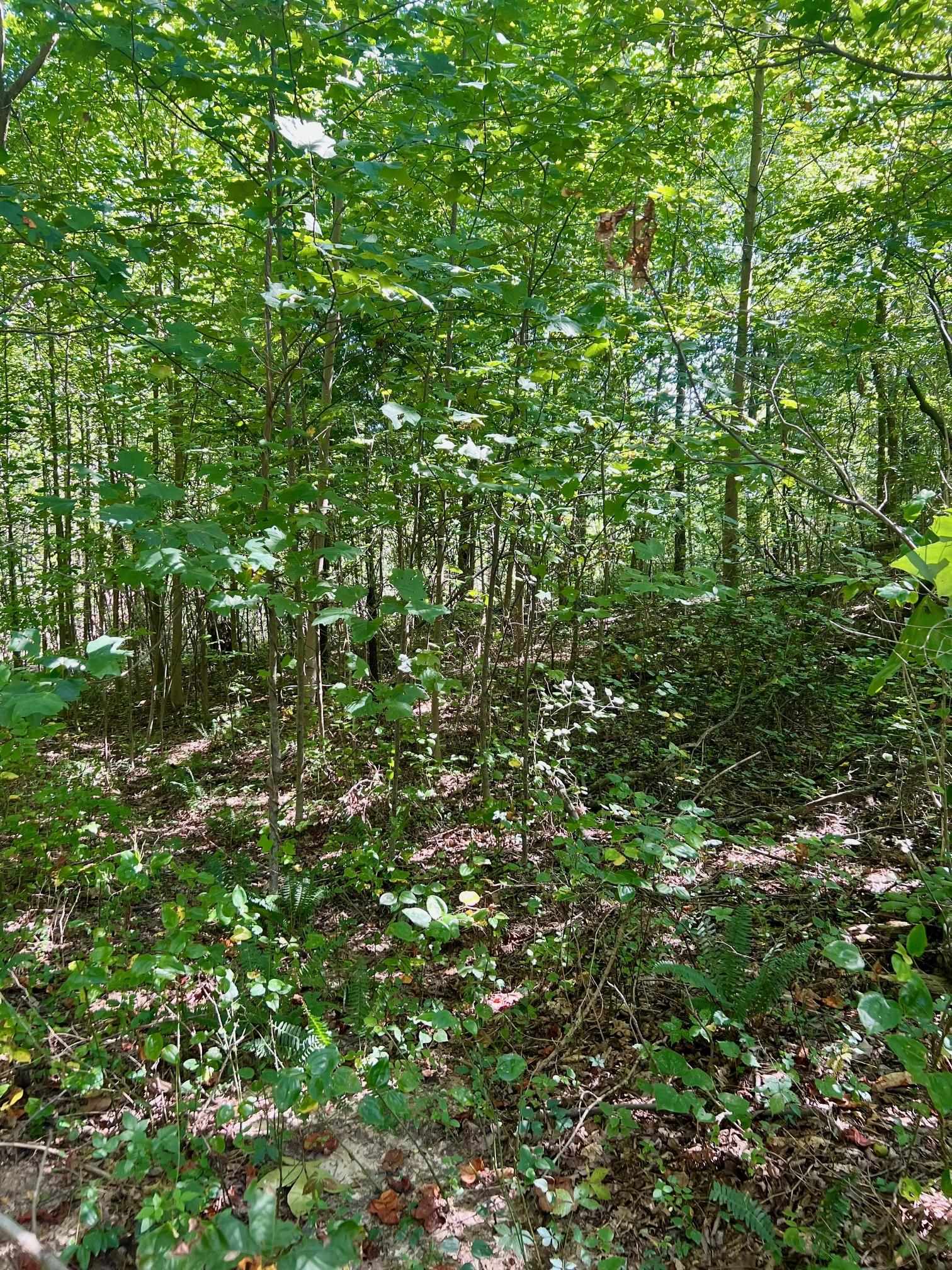 3950 Cedar Grove Rd, Hartford, Kentucky 42347, ,Land,For Sale,Cedar Grove Rd,90444