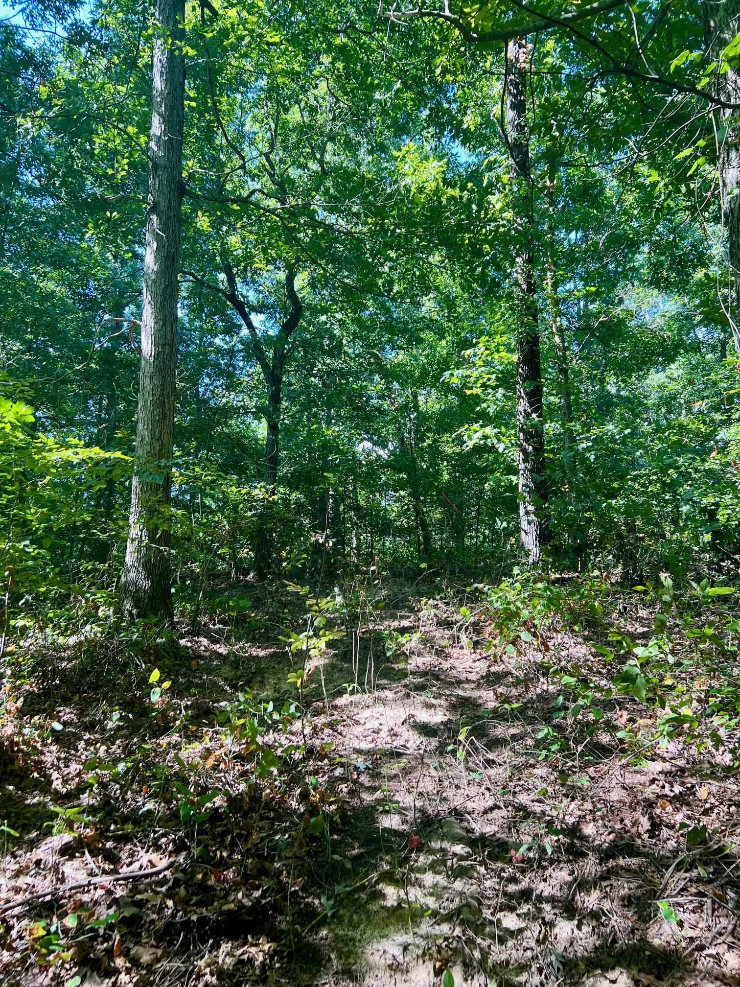 3950 Cedar Grove Rd, Hartford, Kentucky 42347, ,Land,For Sale,Cedar Grove Rd,90444