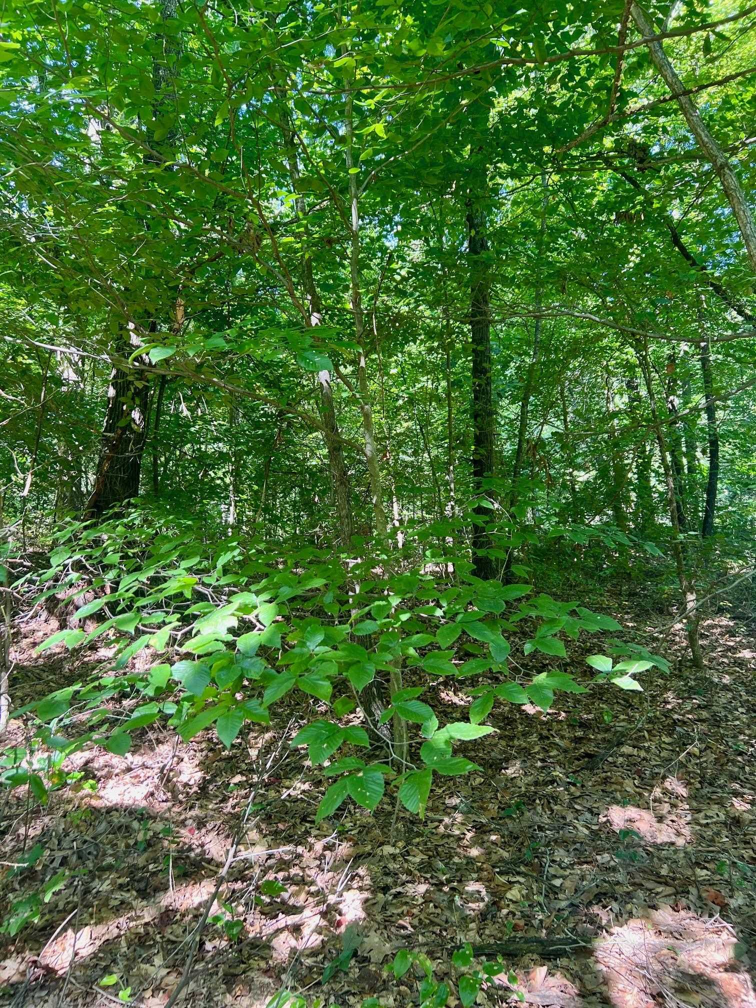 3950 Cedar Grove Rd, Hartford, Kentucky 42347, ,Land,For Sale,Cedar Grove Rd,90444