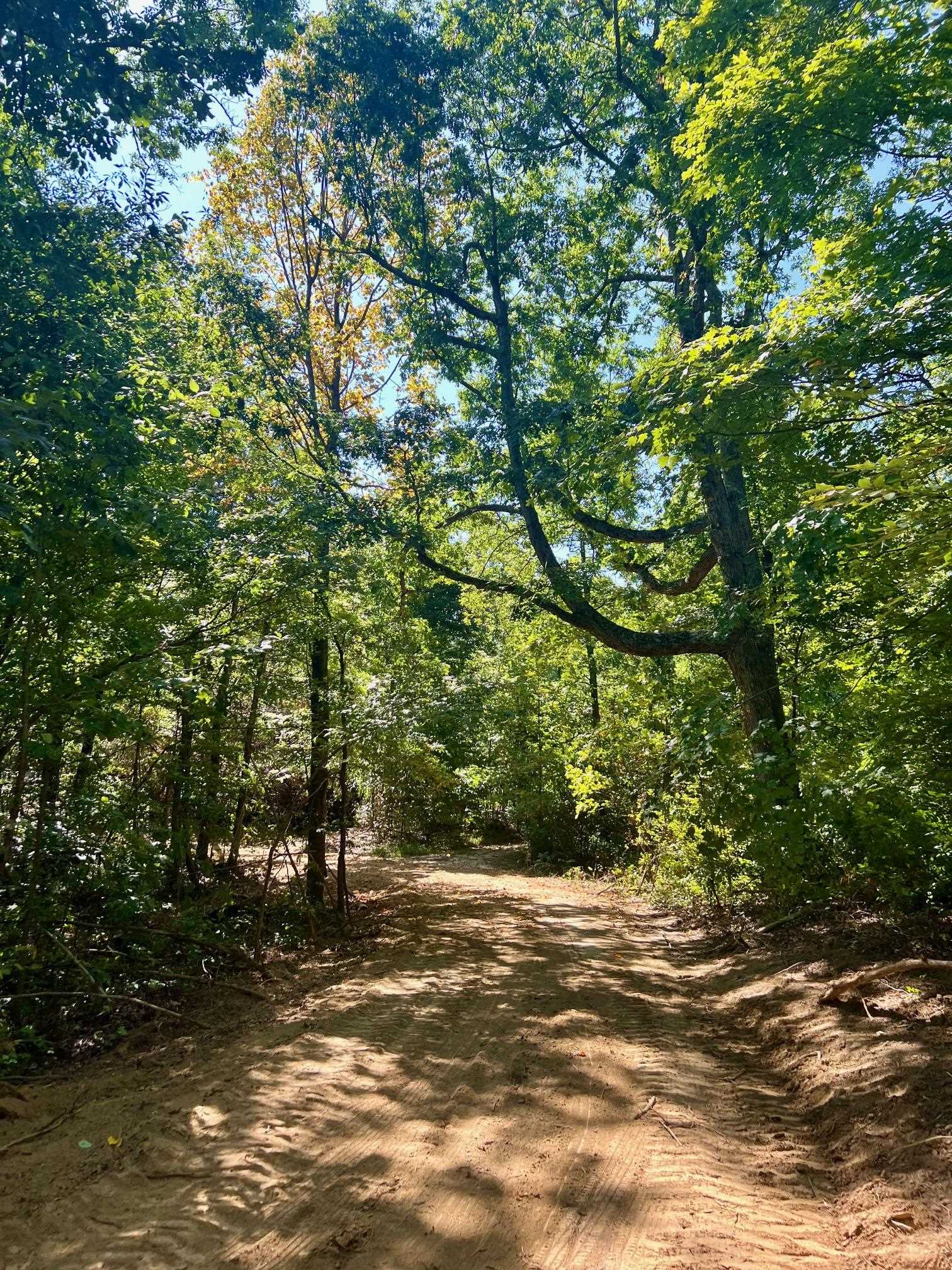 3950 Cedar Grove Rd, Hartford, Kentucky 42347, ,Land,For Sale,Cedar Grove Rd,90444