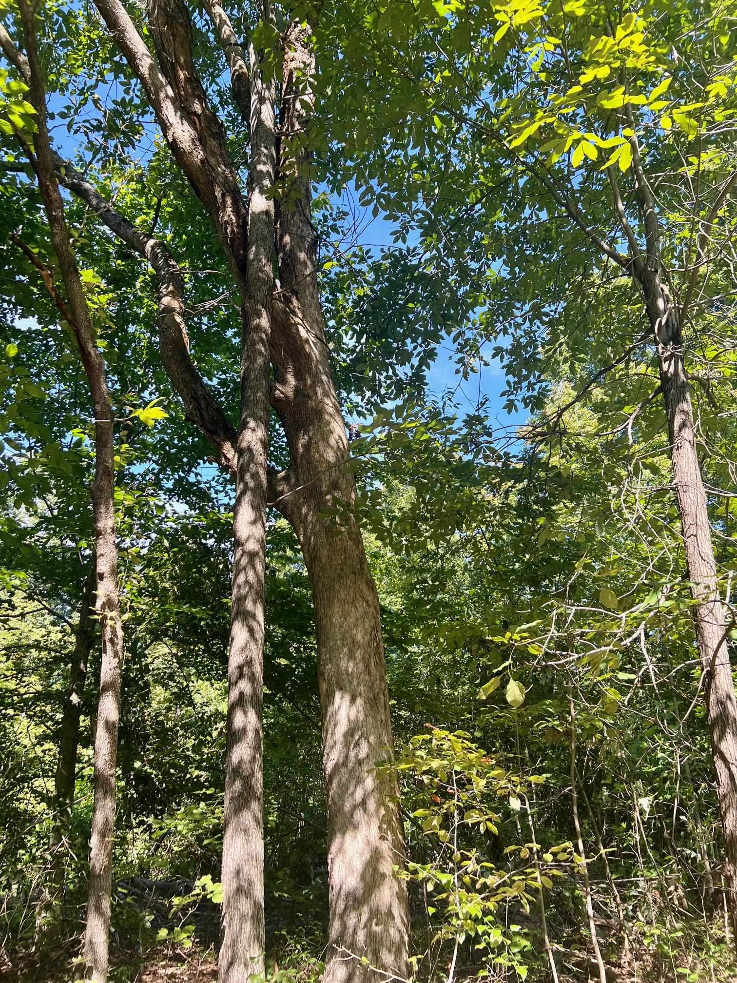 3950 Cedar Grove Rd, Hartford, Kentucky 42347, ,Land,For Sale,Cedar Grove Rd,90444
