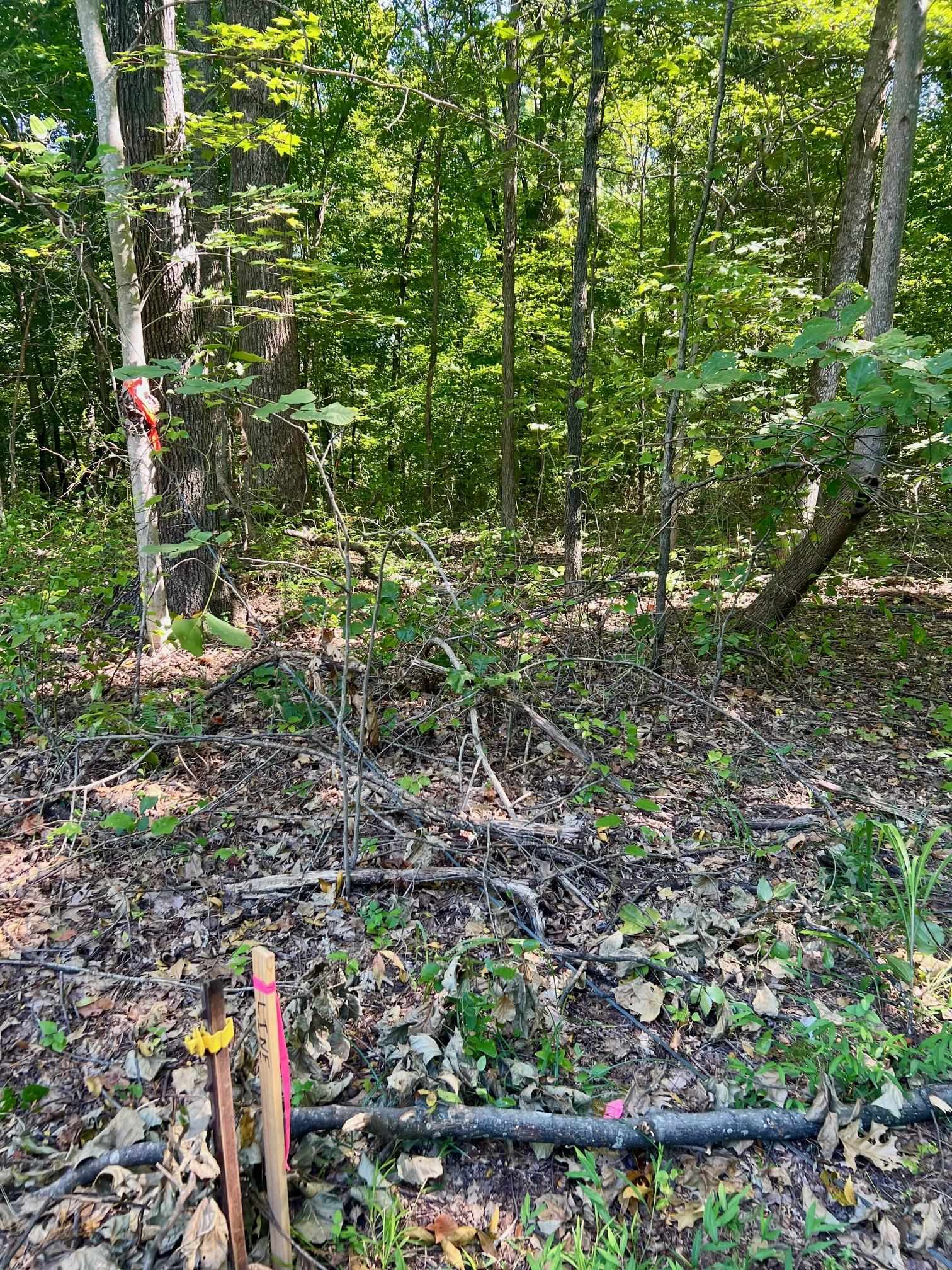 3950 Cedar Grove Rd, Hartford, Kentucky 42347, ,Land,For Sale,Cedar Grove Rd,90444