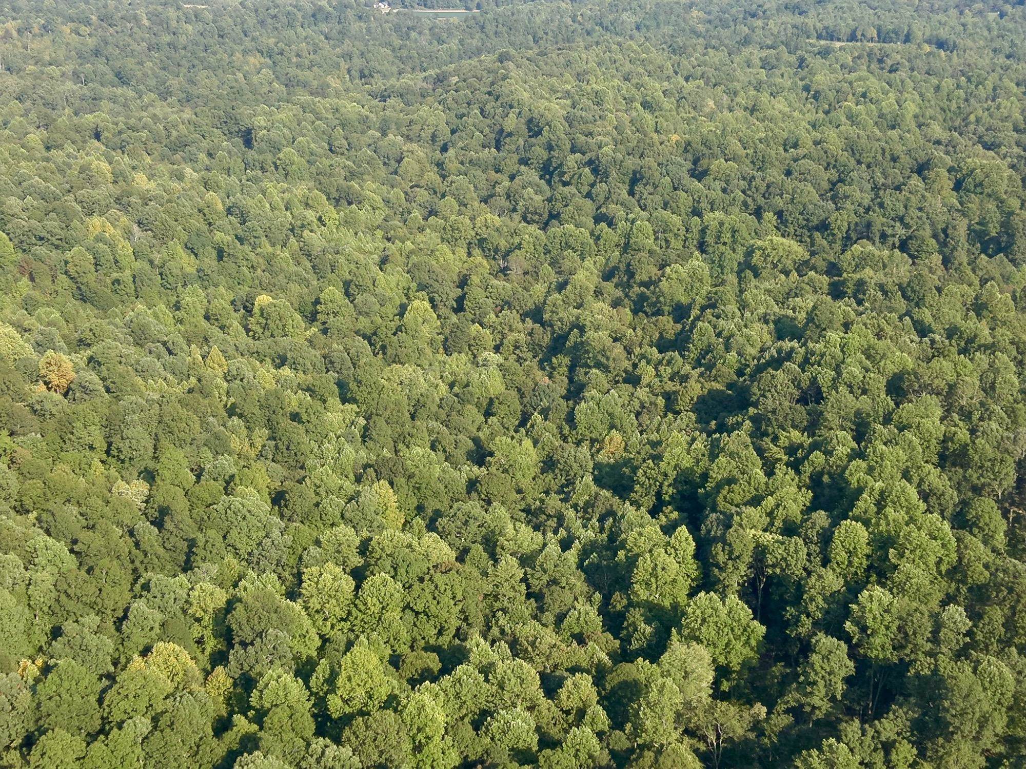 3950 Cedar Grove Rd, Hartford, Kentucky 42347, ,Land,For Sale,Cedar Grove Rd,90444