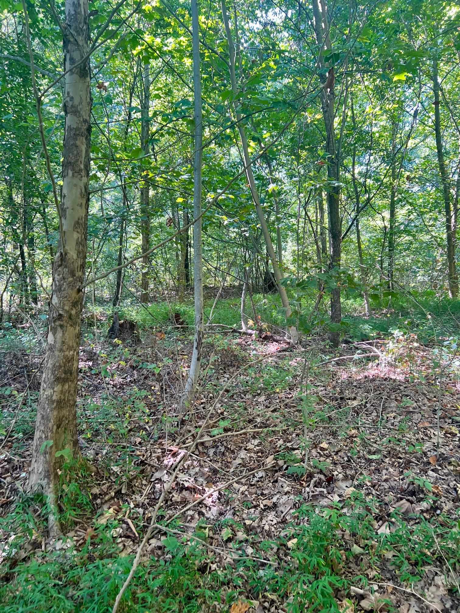 3950 Cedar Grove Rd, Hartford, Kentucky 42347, ,Land,For Sale,Cedar Grove Rd,90444