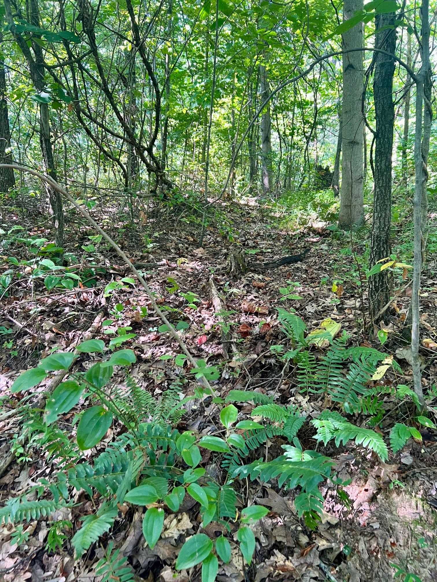 3950 Cedar Grove Rd, Hartford, Kentucky 42347, ,Land,For Sale,Cedar Grove Rd,90444