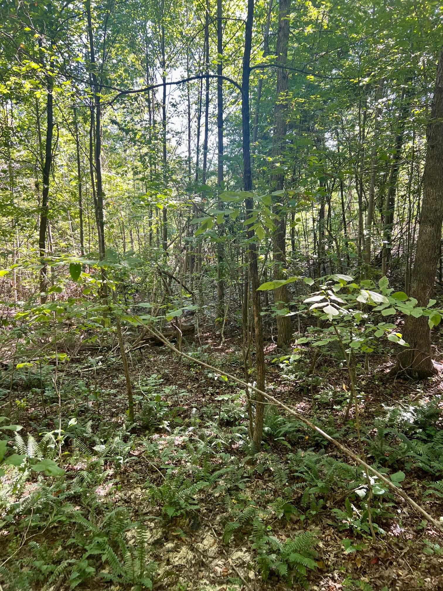 3950 Cedar Grove Rd, Hartford, Kentucky 42347, ,Land,For Sale,Cedar Grove Rd,90444