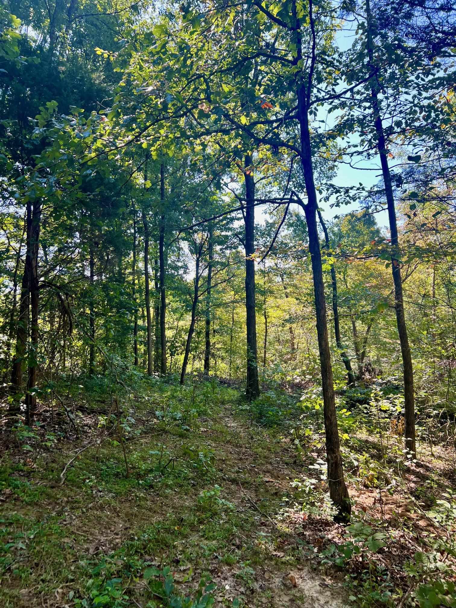 3950 Cedar Grove Rd, Hartford, Kentucky 42347, ,Land,For Sale,Cedar Grove Rd,90444